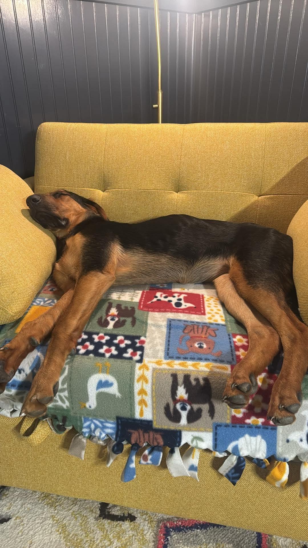 Enlarge Maple, a ADOPTABLE mixed breed in East Point, GA image 3/4