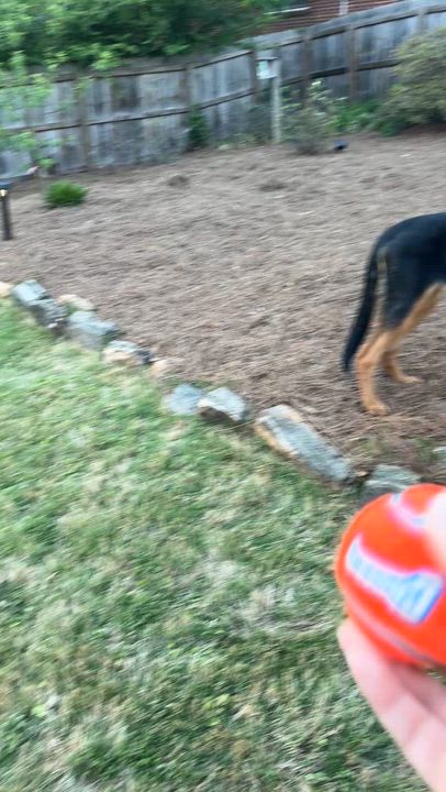 Enlarge Maple, a ADOPTABLE mixed breed in East Point, GA video 4/4