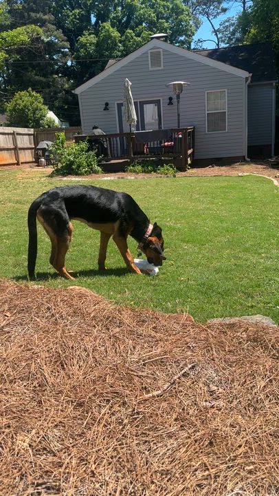 Enlarge Maple, a ADOPTABLE mixed breed in East Point, GA video 5/5