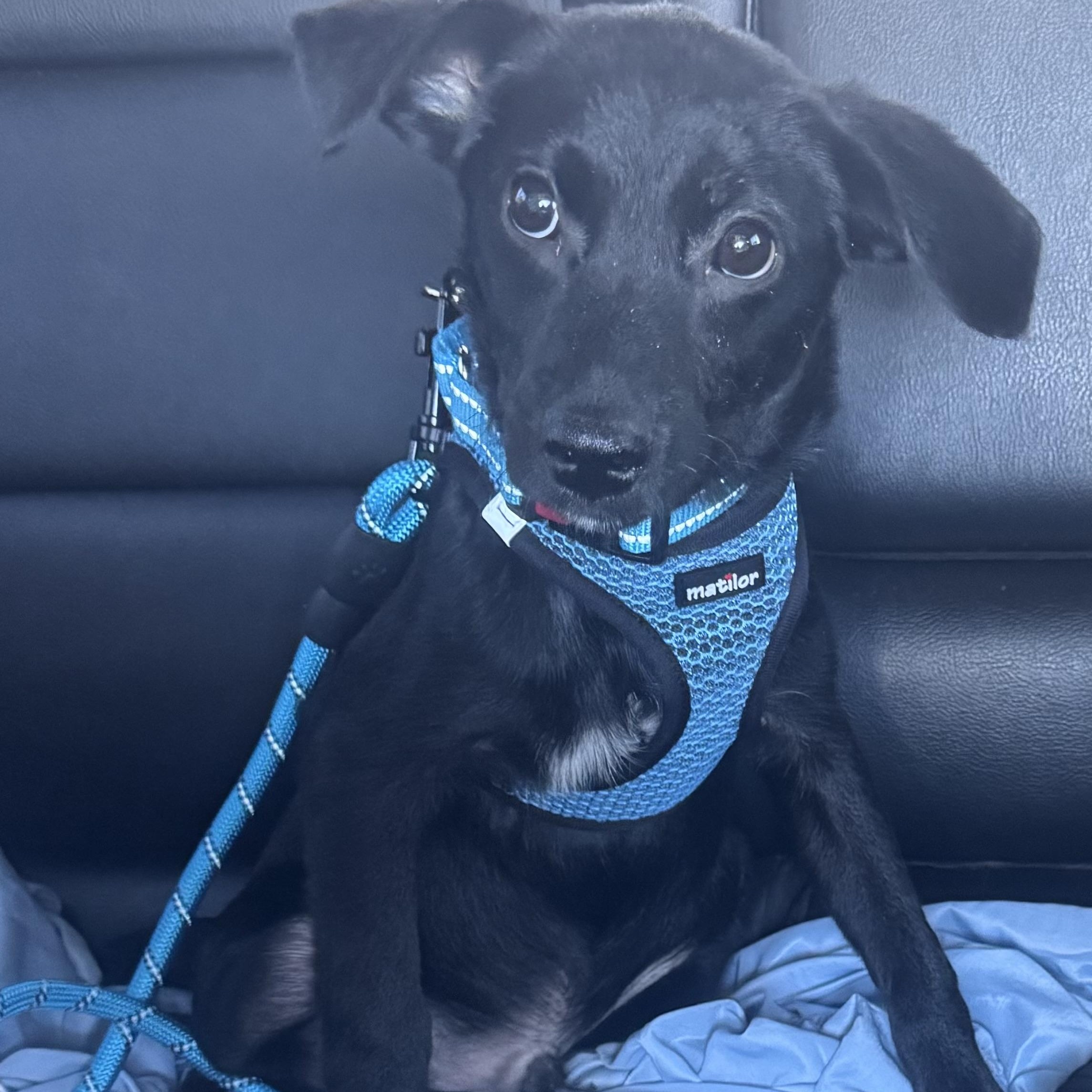 Enlarge Benny, a ADOPTABLE mixed breed in Calabash, NC image 3/4