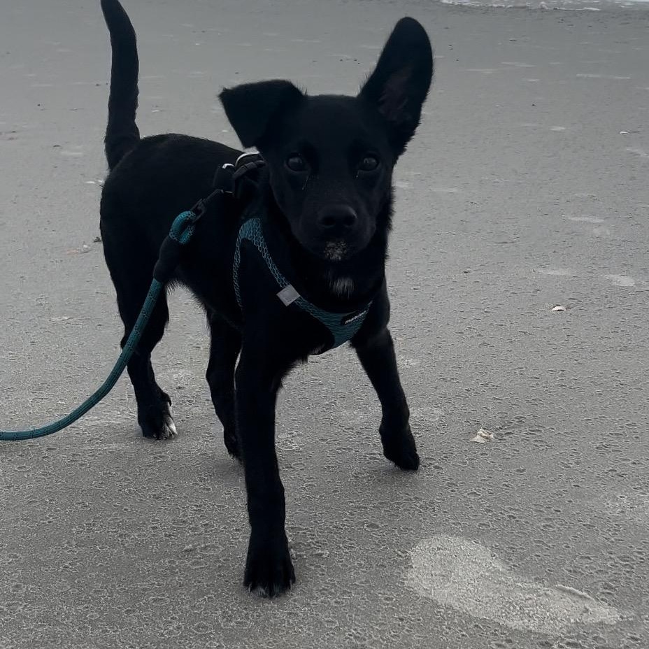 Benny, ADOPTABLE, Young Male Border Collie & Black Labrador Retriever.