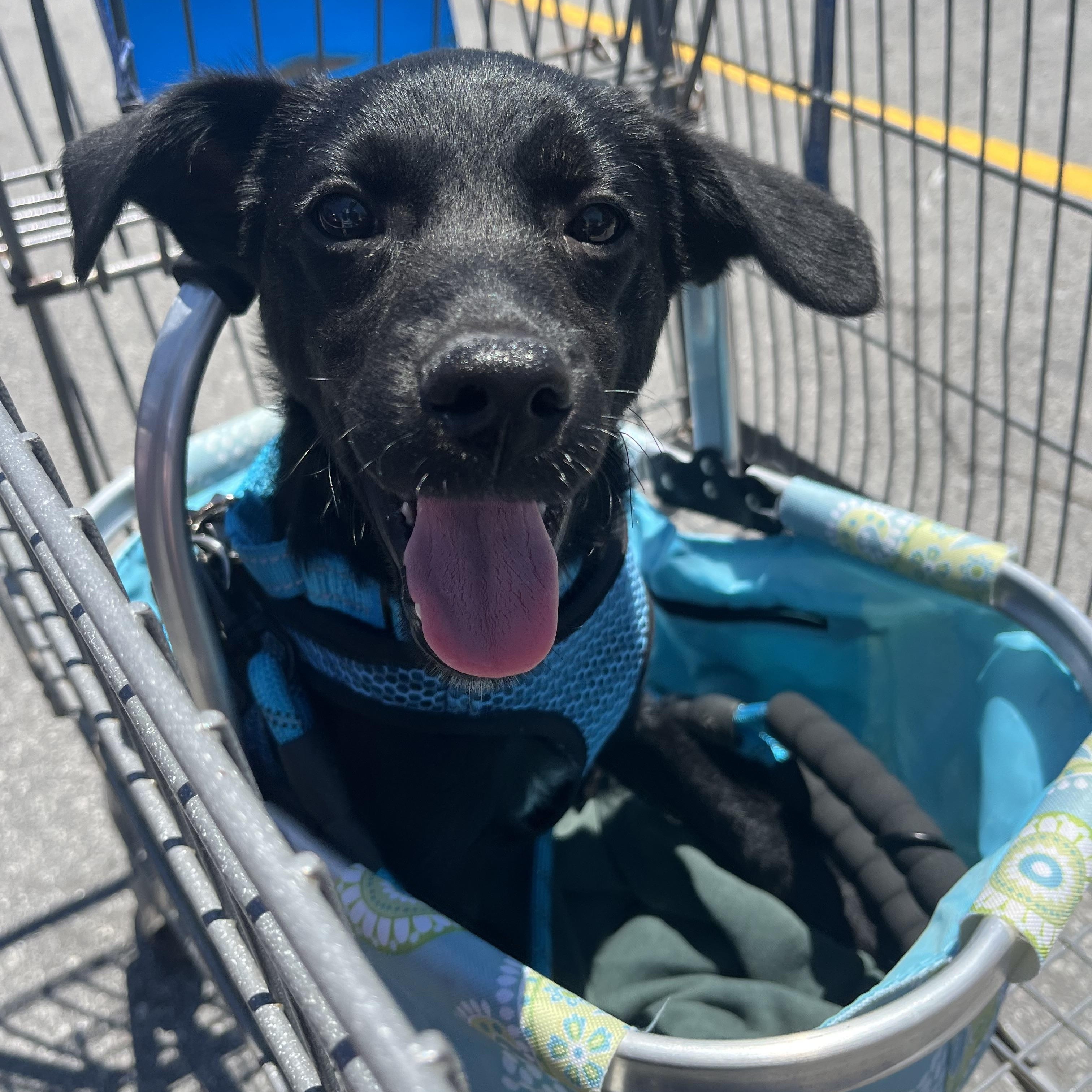 Enlarge Benny, a ADOPTABLE mixed breed in Calabash, NC image 2/4