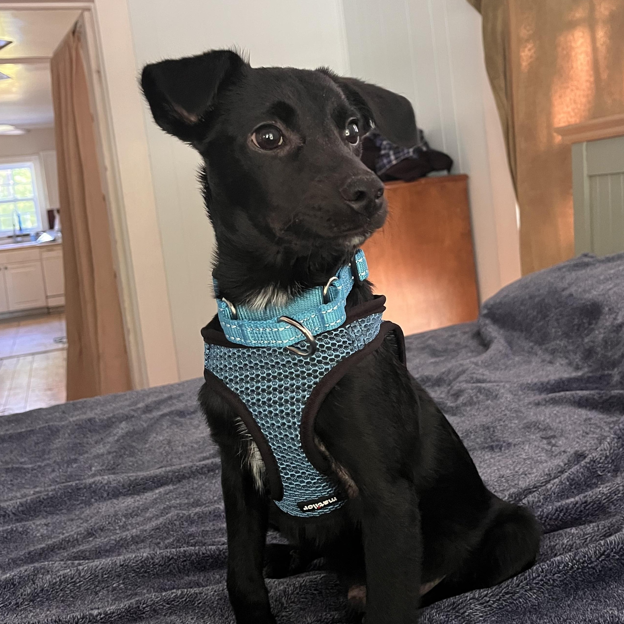 Enlarge Benny, a ADOPTABLE mixed breed in Calabash, NC image 1/4