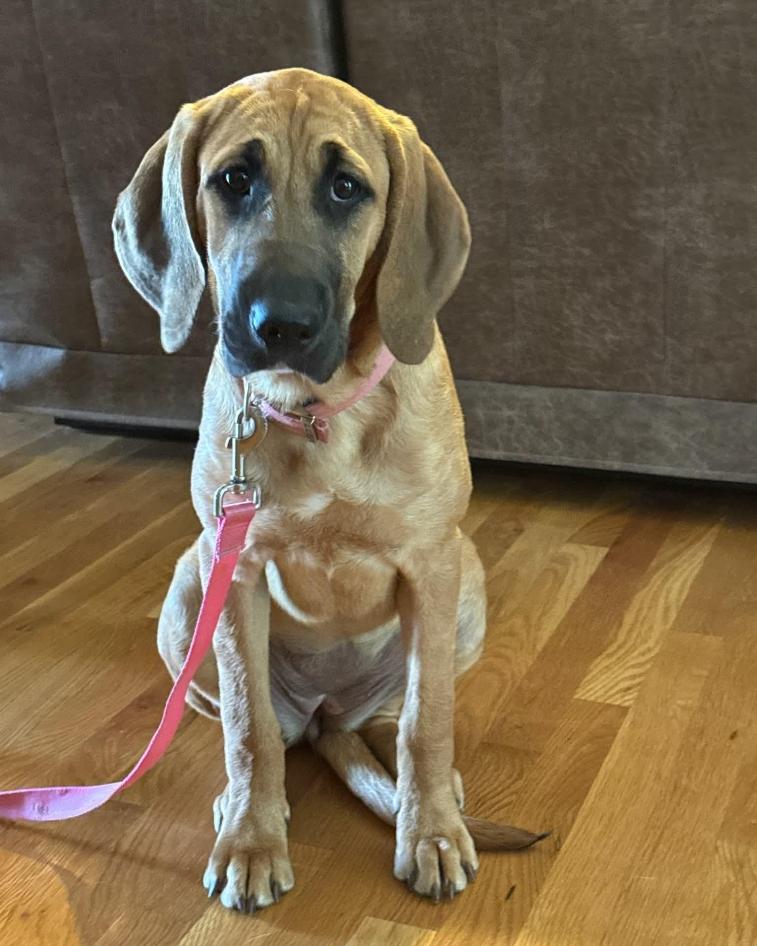 Molly, adopted, Young Female Hound.