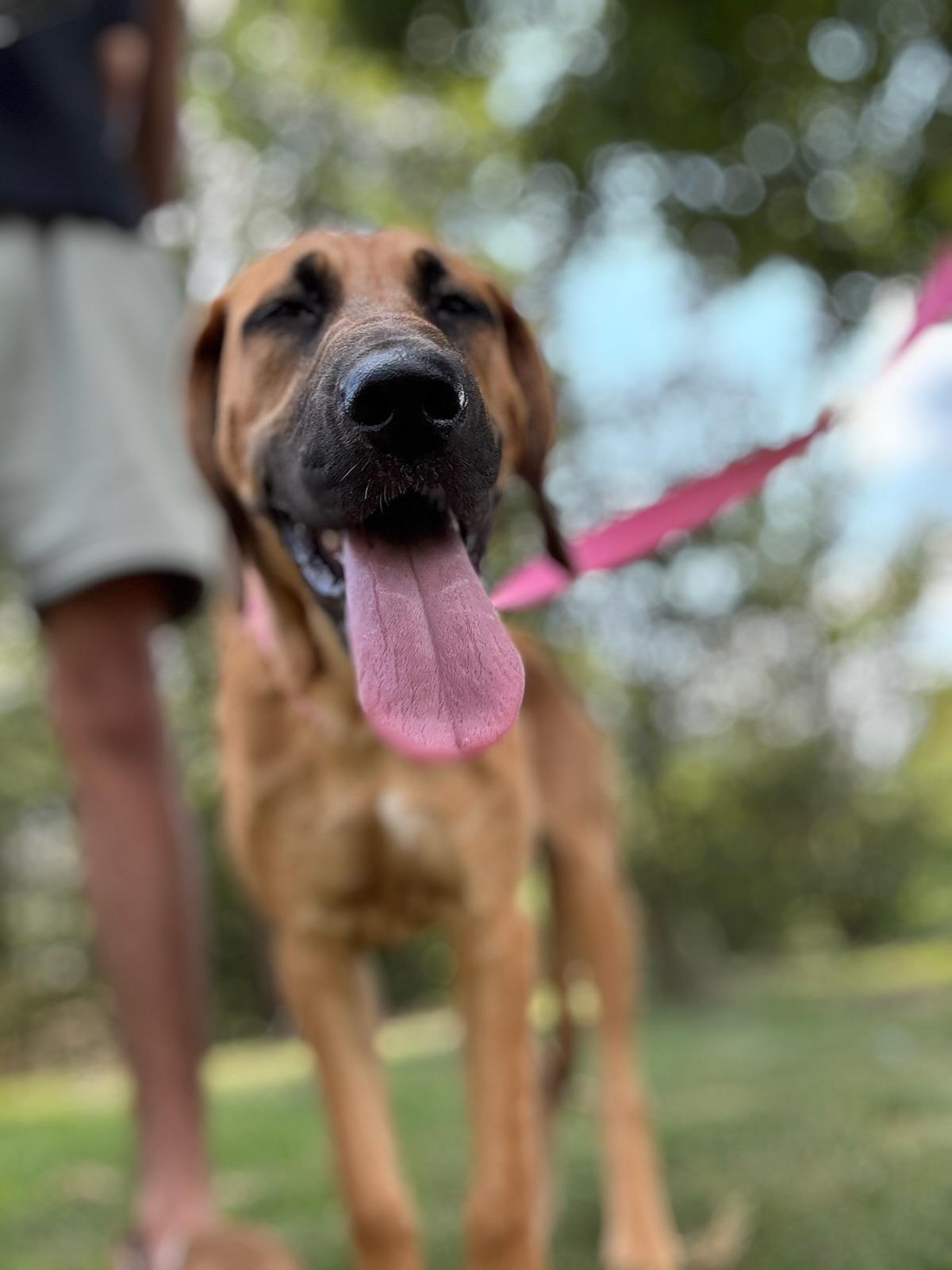 Enlarge Molly, an adopted mixed breed in Denver, NC image 5/6