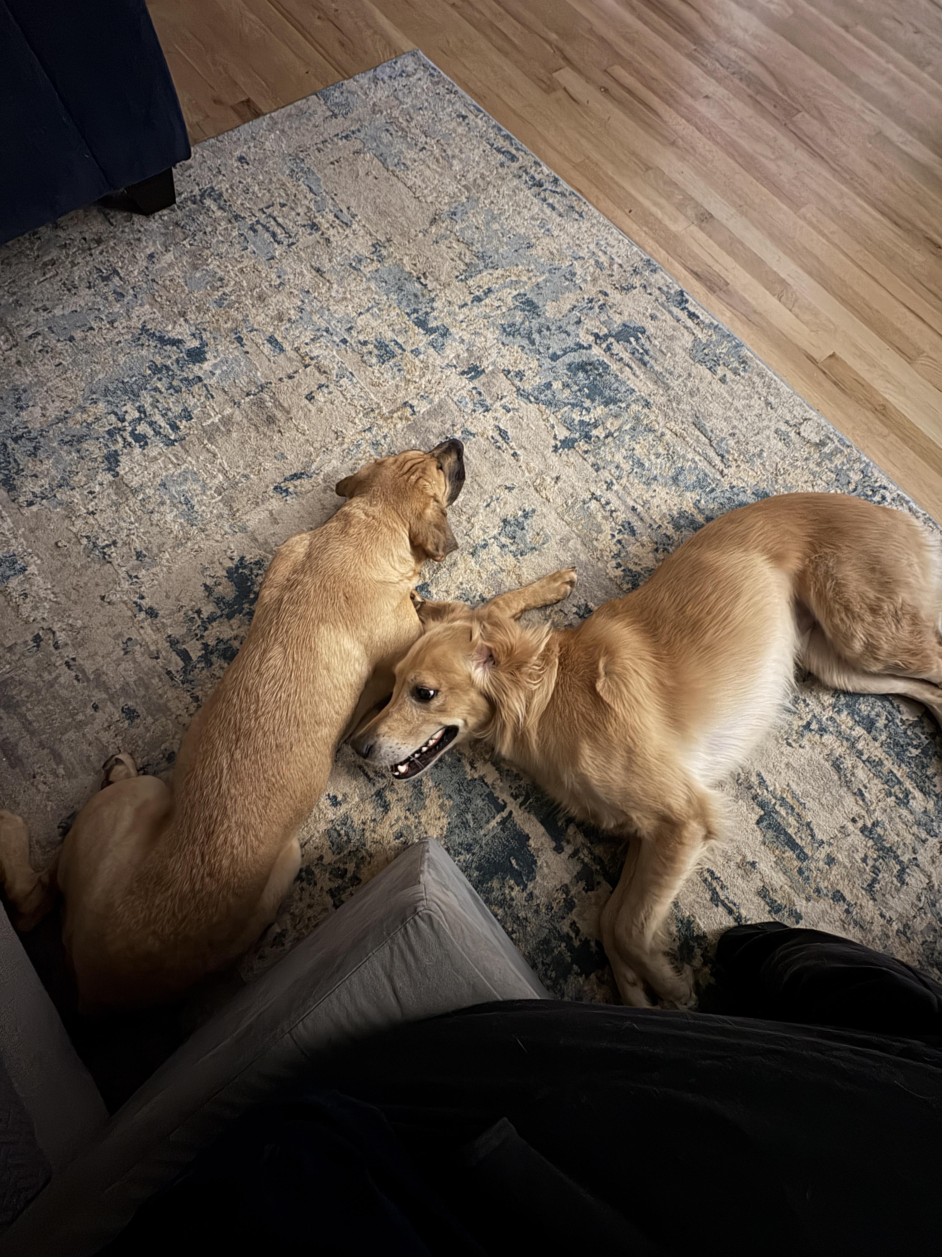 Enlarge Molly, an adopted mixed breed in Denver, NC image 6/6