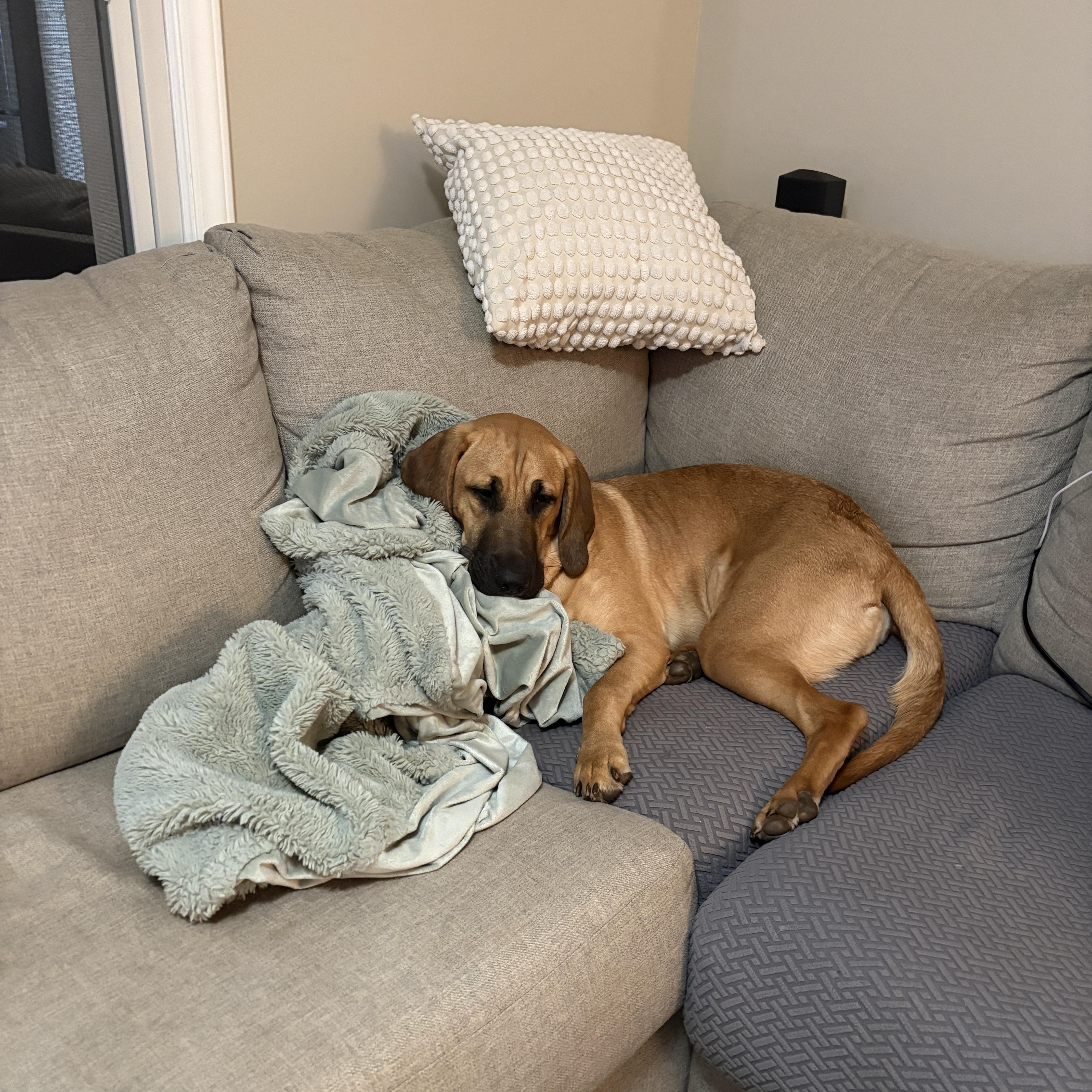 Enlarge Molly, an adopted mixed breed in Denver, NC image 2/6