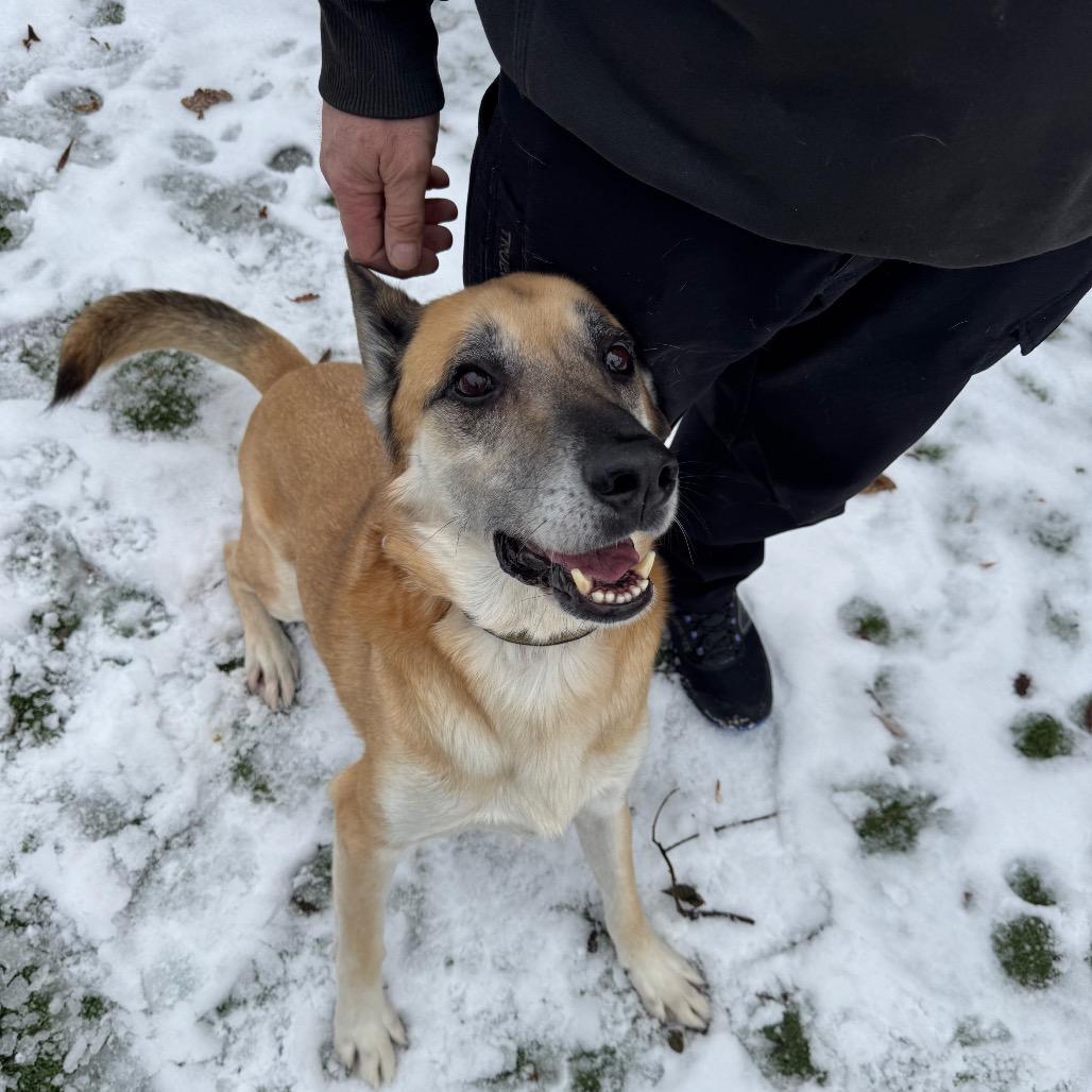 Rusty, Adoptable, Senior Male German Shepherd Dog.