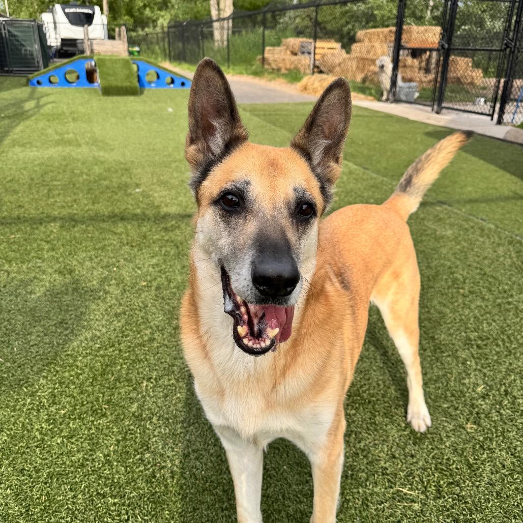 Enlarge Rusty, a Adoptable German Shepherd Dog in Blaine, MN image 2/6
