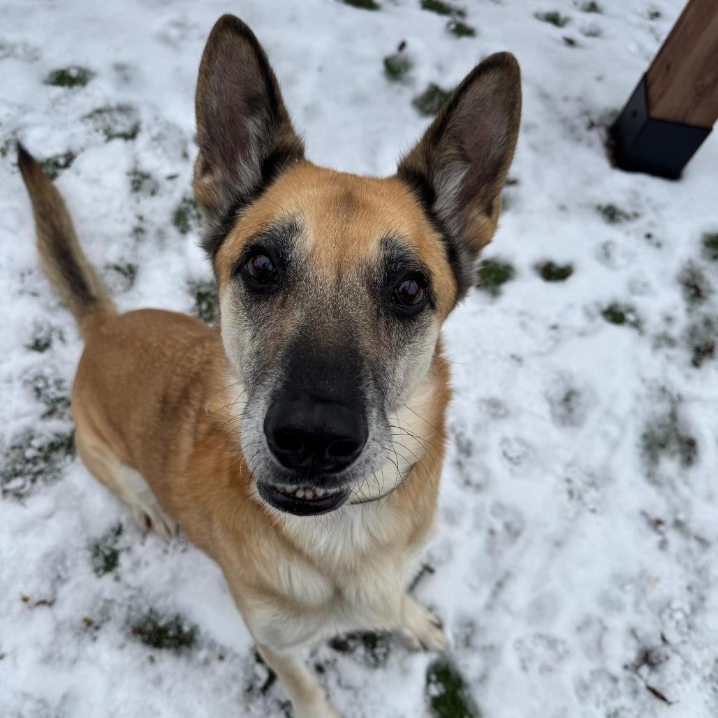Enlarge Rusty, a Adoptable German Shepherd Dog in Blaine, MN image 3/6