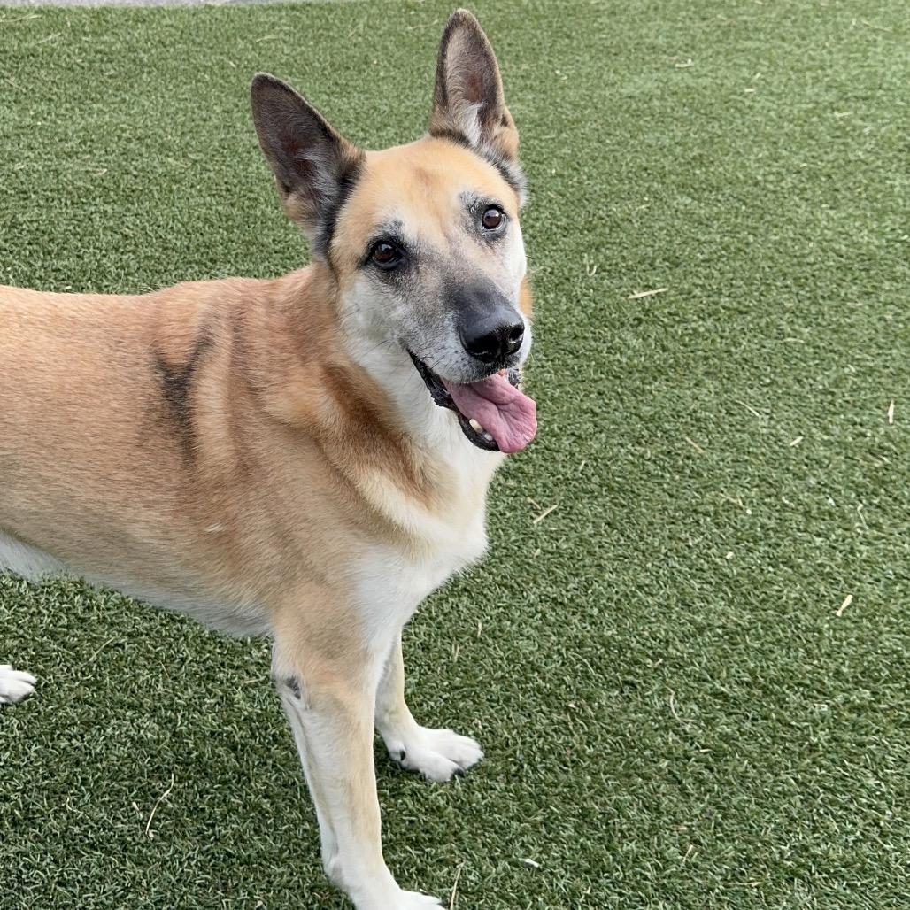 Enlarge Rusty, a Adoptable German Shepherd Dog in Blaine, MN image 4/6
