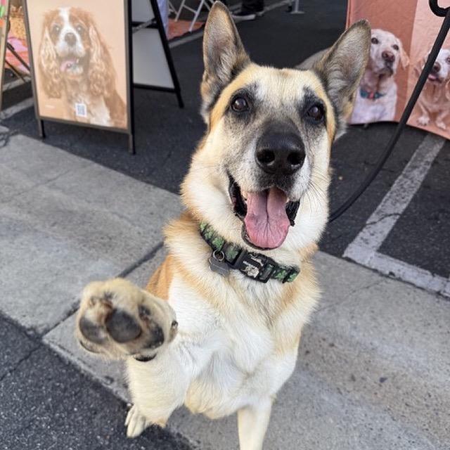 Enlarge Rusty, a Adoptable German Shepherd Dog in Blaine, MN image 5/6