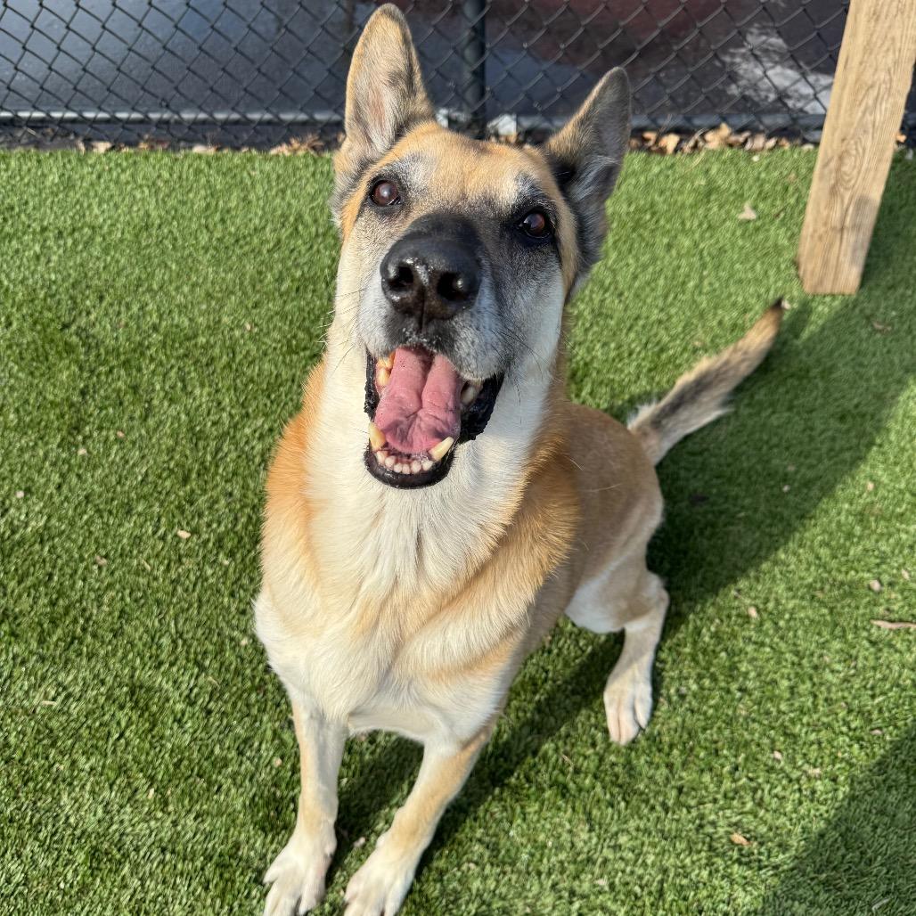 Enlarge Rusty, a Adoptable German Shepherd Dog in Blaine, MN image 6/6