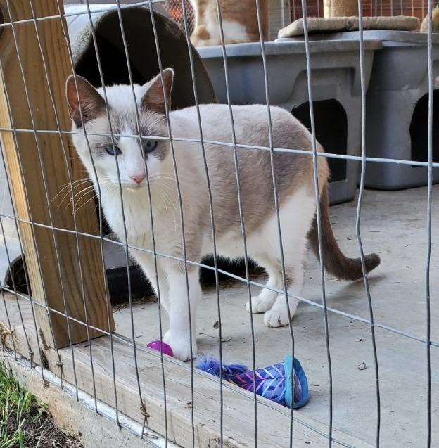 Dora, Adoptable, Senior Female Domestic Short Hair & Siamese.