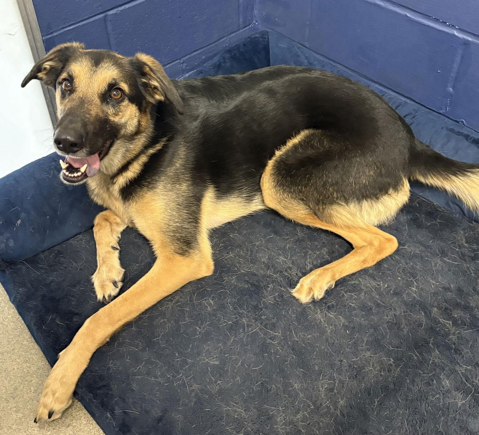 Murphy 2 years, Adoptable, Adult Male German Shepherd Dog.