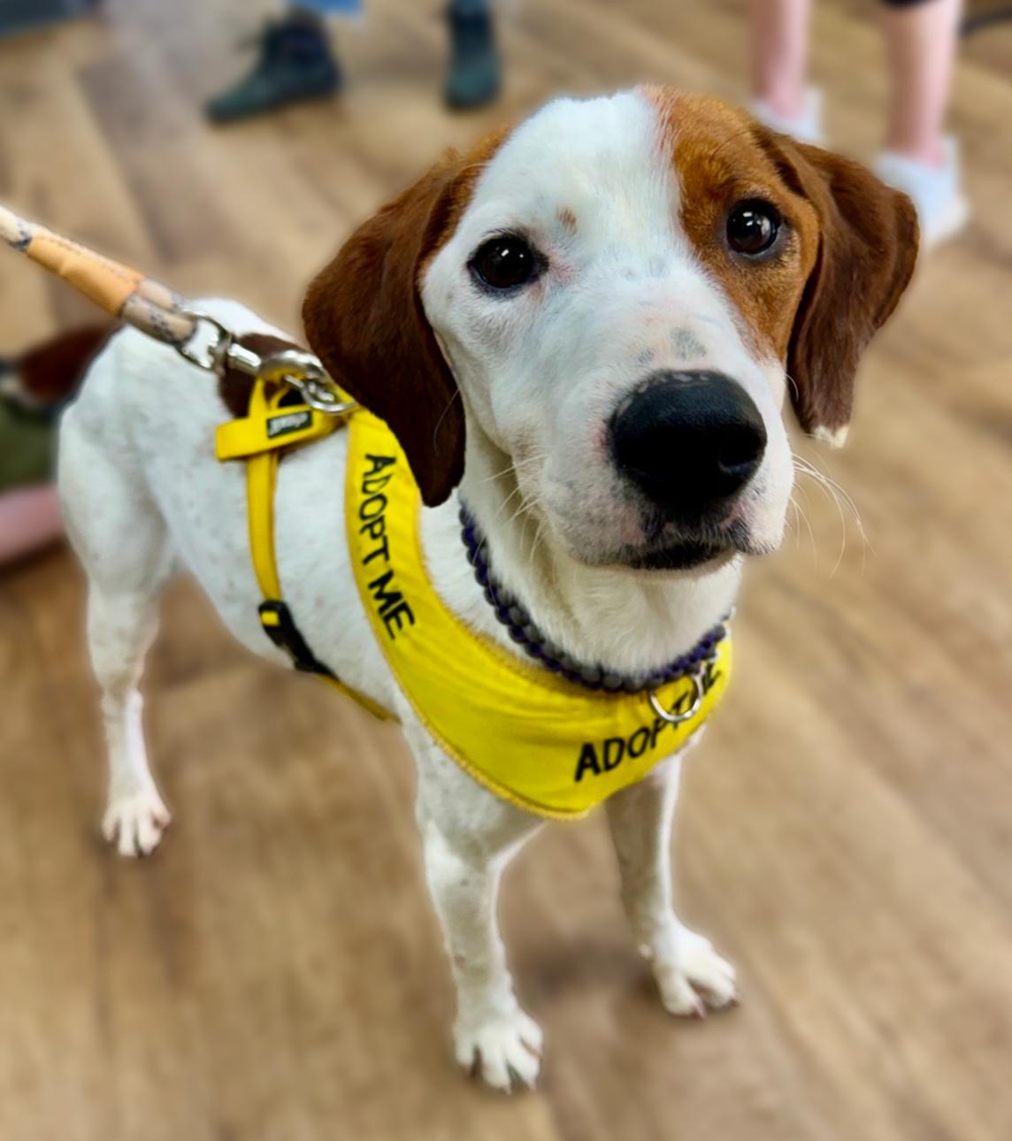 Enlarge Zippy, an adopted mixed breed in Dawsonville, GA image 1/1