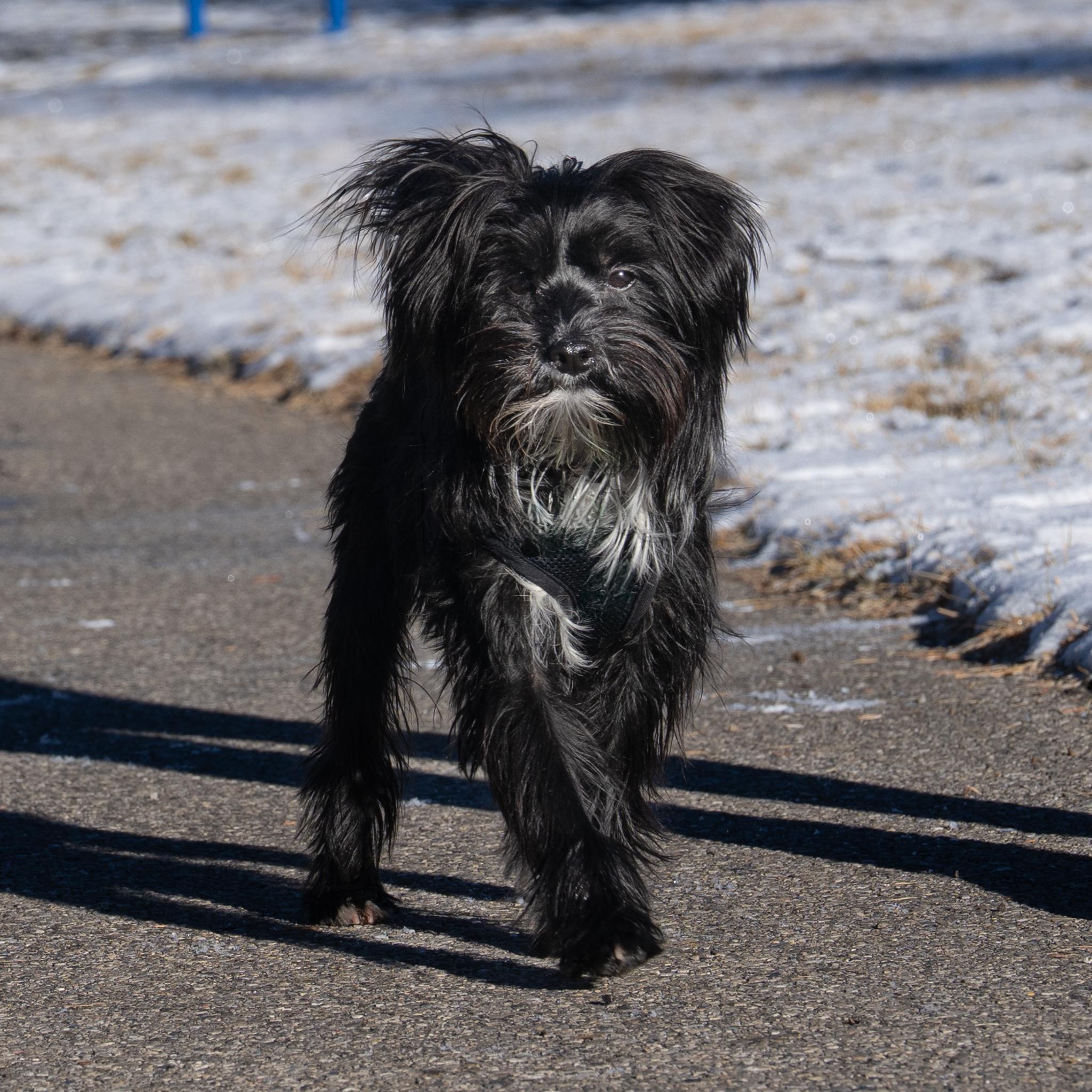 Percy, an adoptable Chinese Crested Dog in Calgary, AB, T3E 7R3 | Photo Image 6