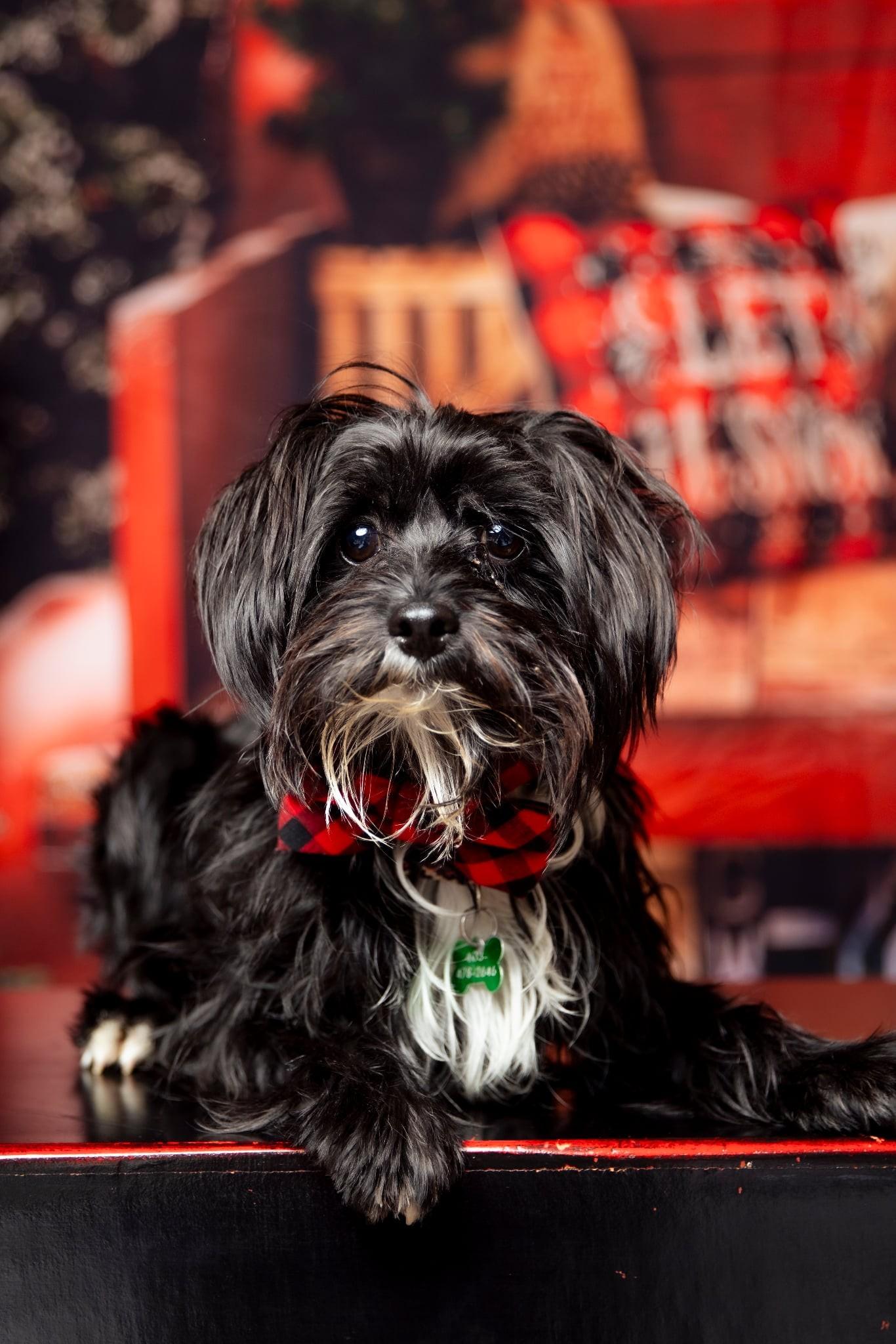 Percy, an adoptable Chinese Crested Dog in Calgary, AB, T3E 7R3 | Photo Image 1