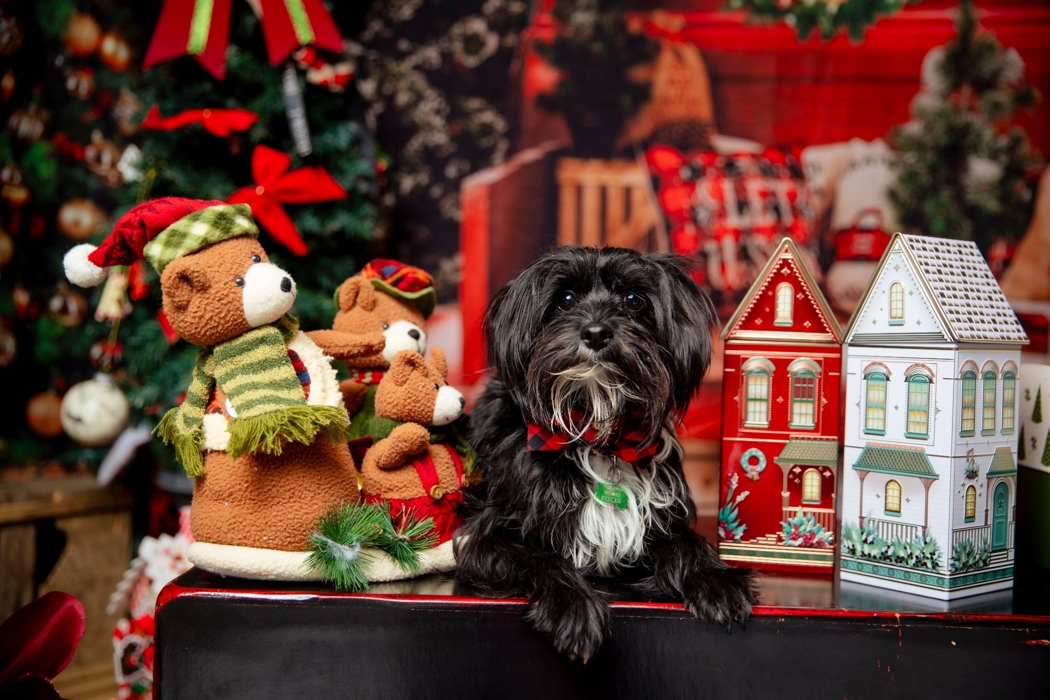Percy, an adoptable Chinese Crested Dog in Calgary, AB, T3E 7R3 | Photo Image 3