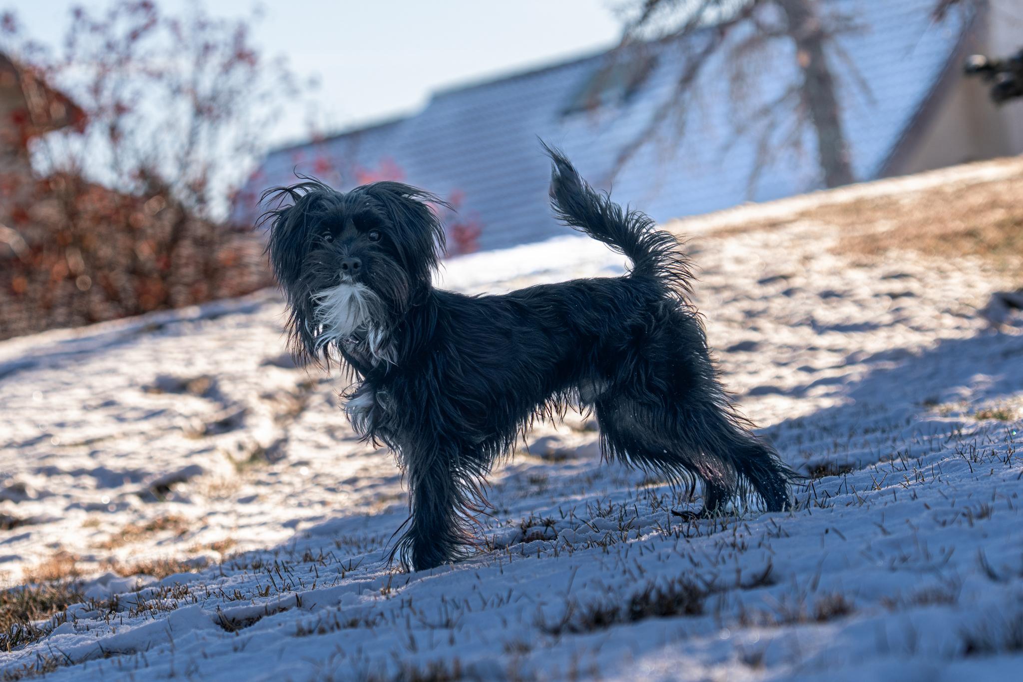 Percy, an adoptable Chinese Crested Dog in Calgary, AB, T3E 7R3 | Photo Image 2