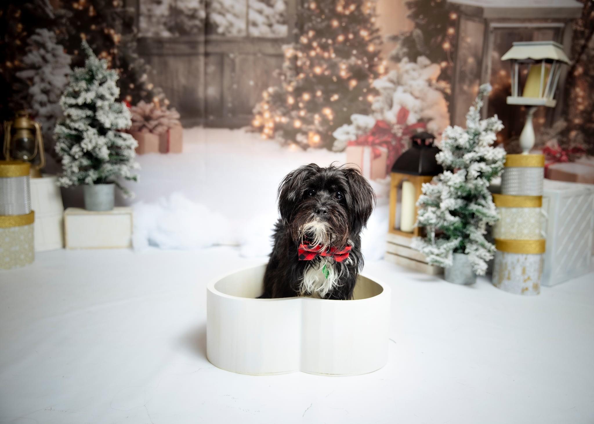 Percy, an adoptable Chinese Crested Dog in Calgary, AB, T3E 7R3 | Photo Image 5