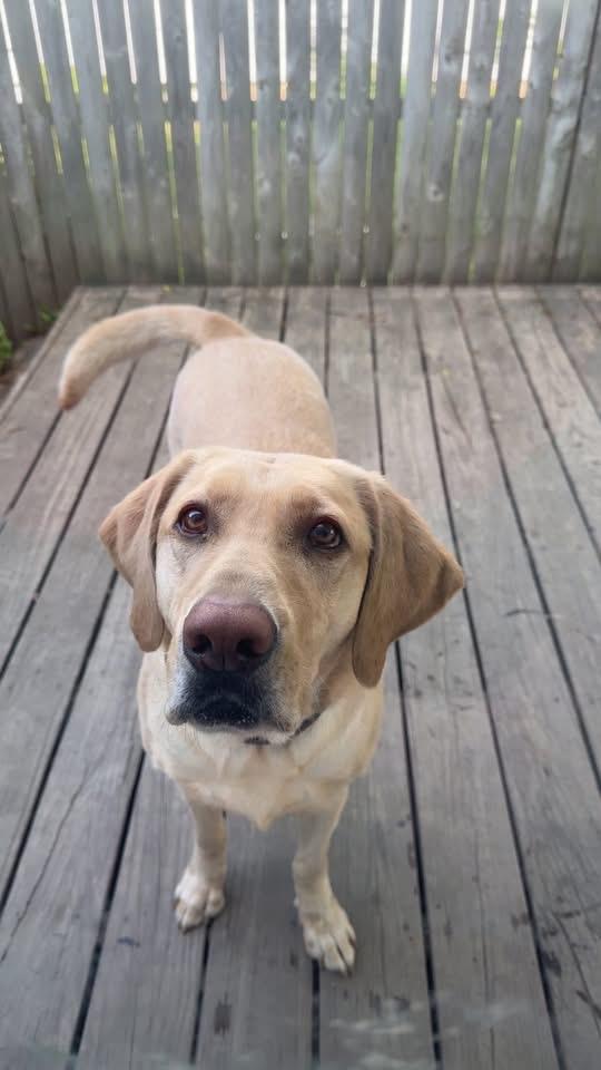 Enlarge Alli , a ADOPTABLE Yellow Labrador Retriever in Snover, MI image 2/3