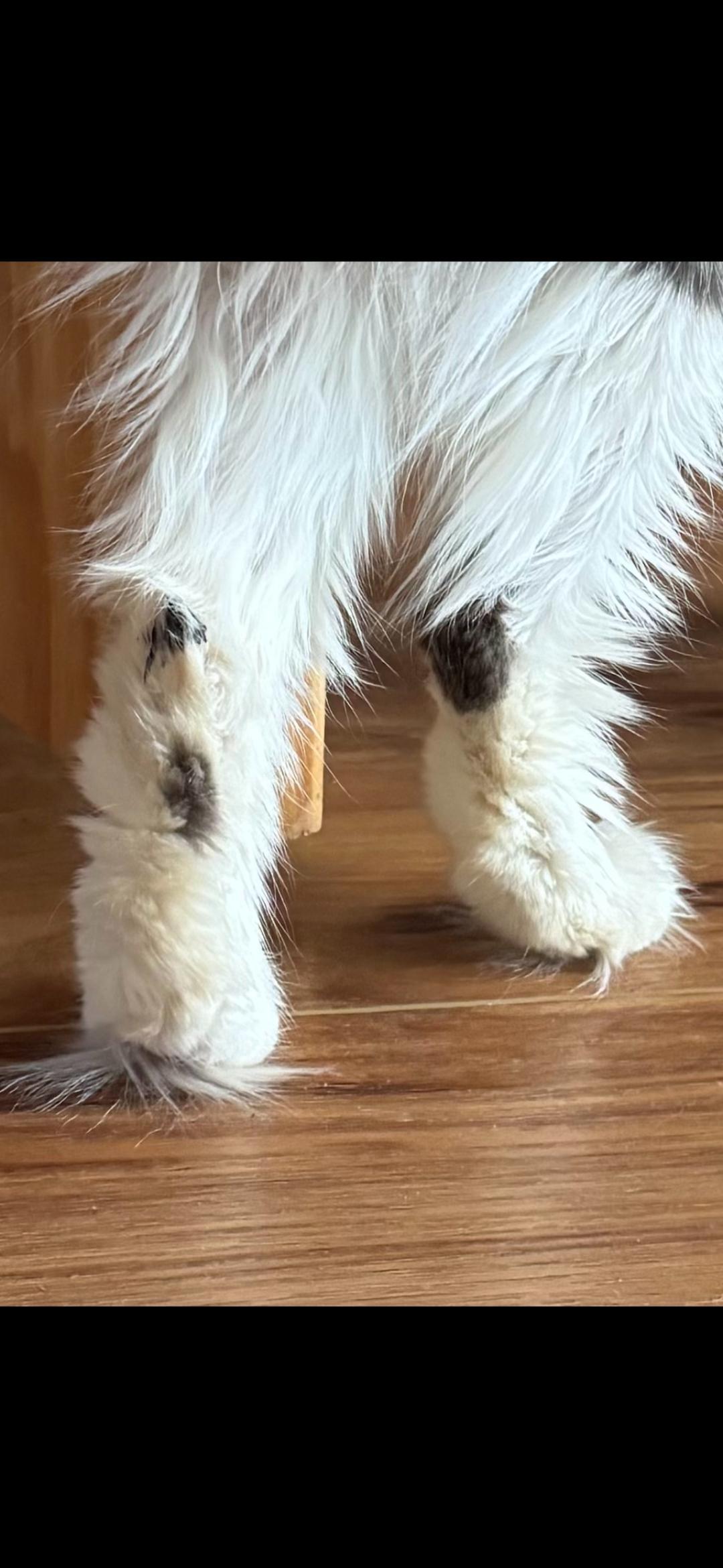 Enlarge Sasha, an adopted Domestic Long Hair in Wantage, NJ image 3/6