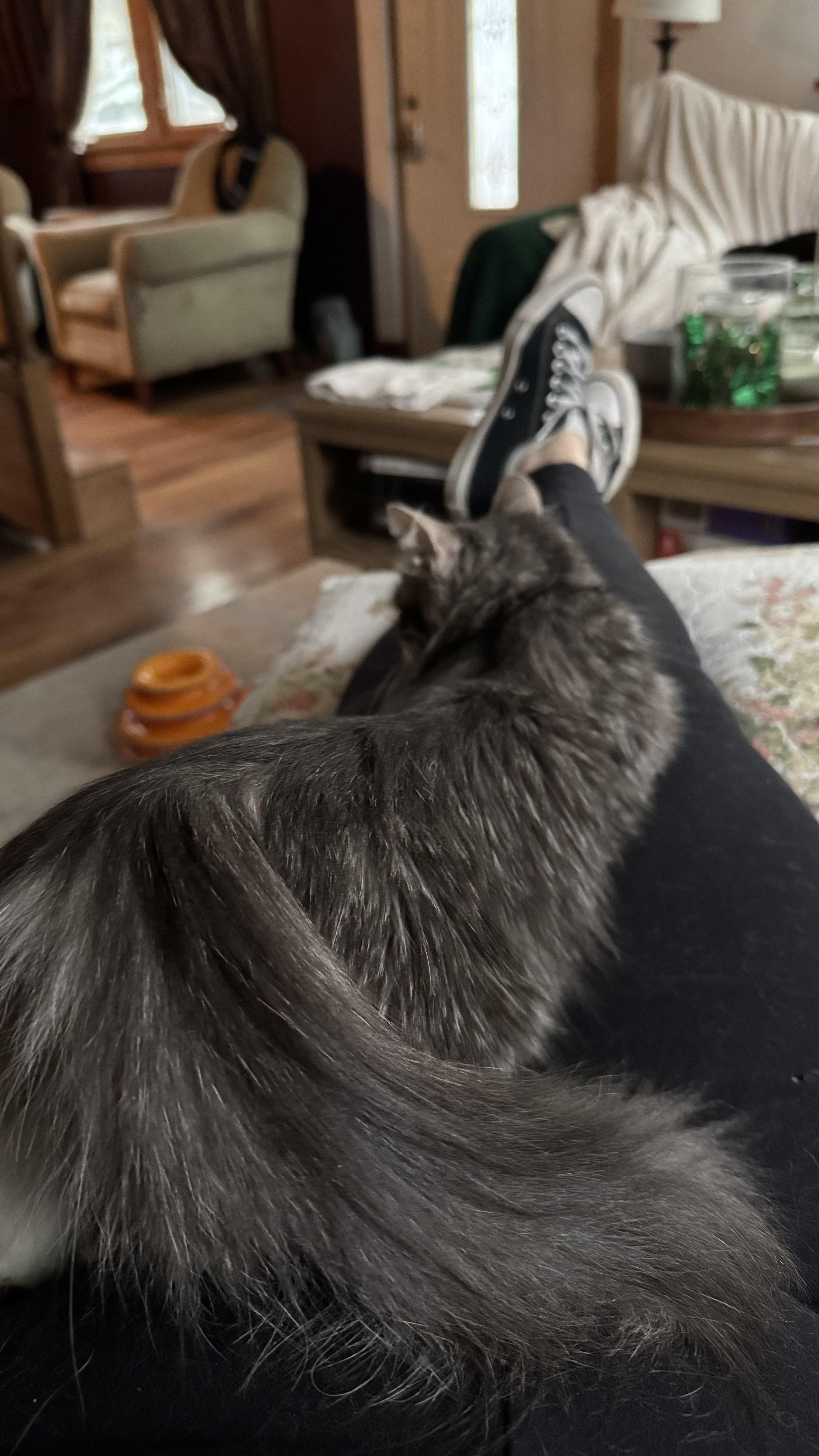 Enlarge Sasha, an adopted Domestic Long Hair in Wantage, NJ image 4/6