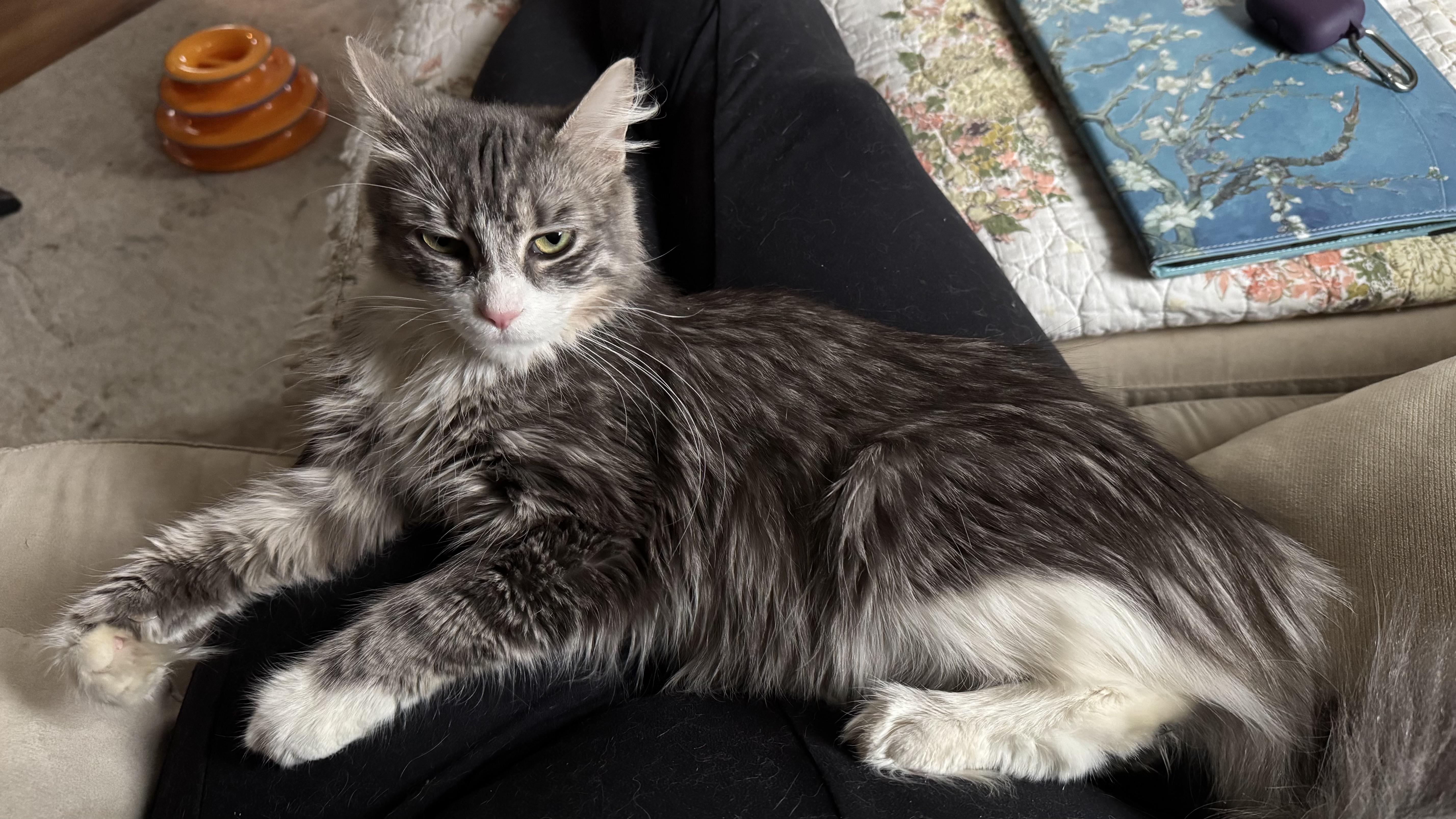 Enlarge Sasha, an adopted Domestic Long Hair in Wantage, NJ image 2/6