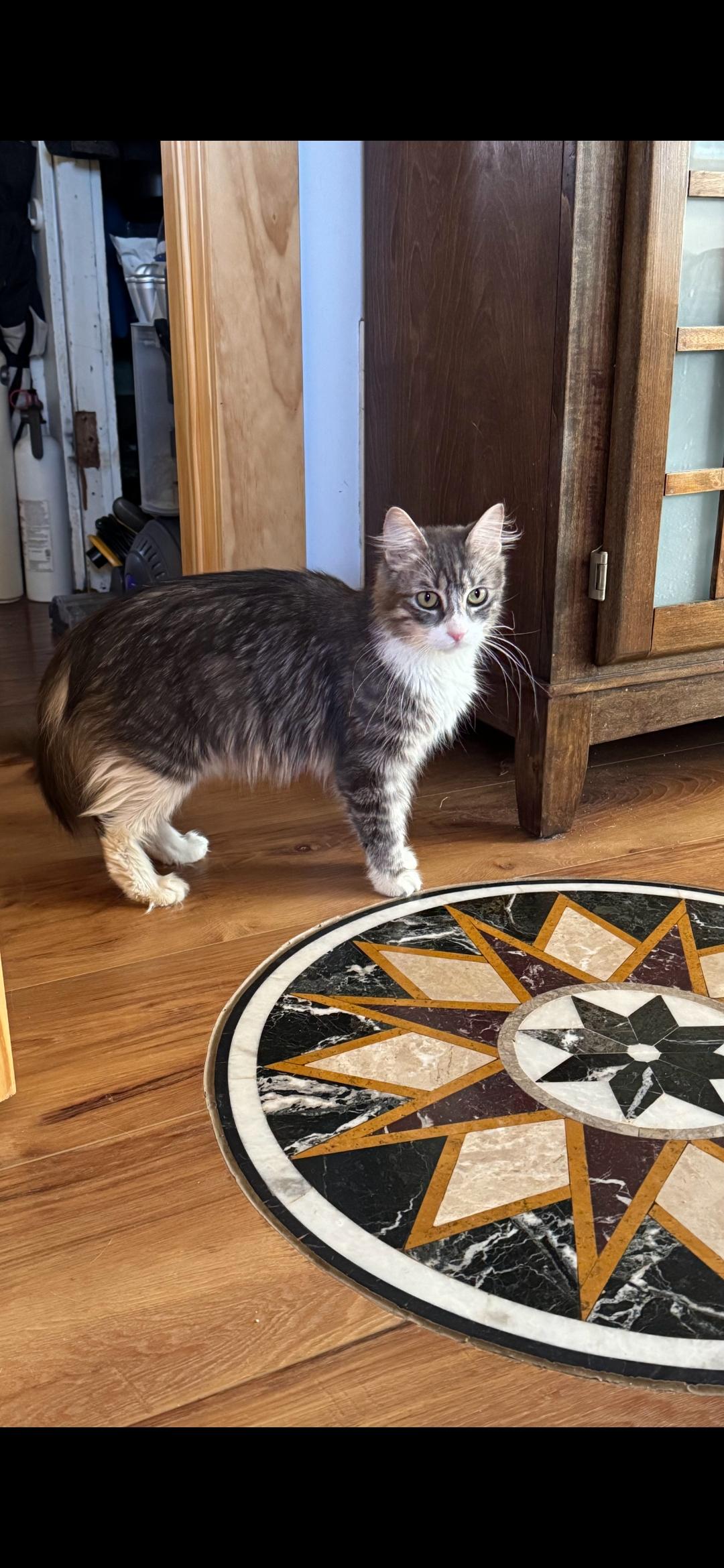 Sasha, adopted, Adult Female Domestic Long Hair.