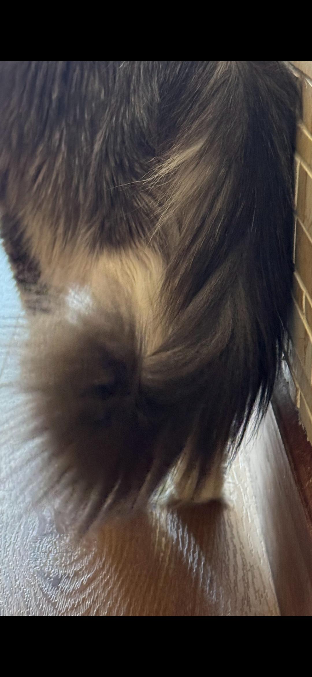 Enlarge Sasha, an adopted Domestic Long Hair in Wantage, NJ image 5/6