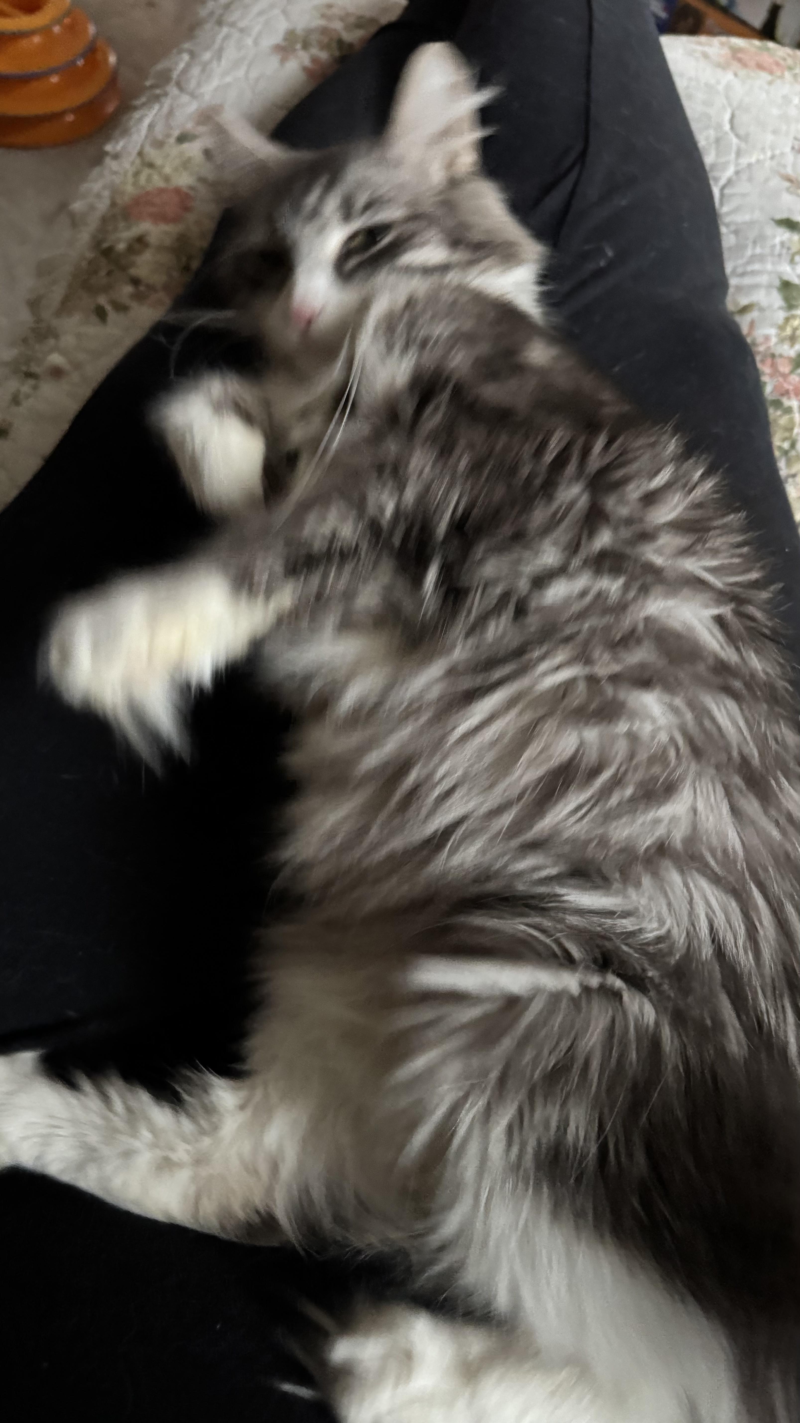 Enlarge Sasha, an adopted Domestic Long Hair in Wantage, NJ image 6/6