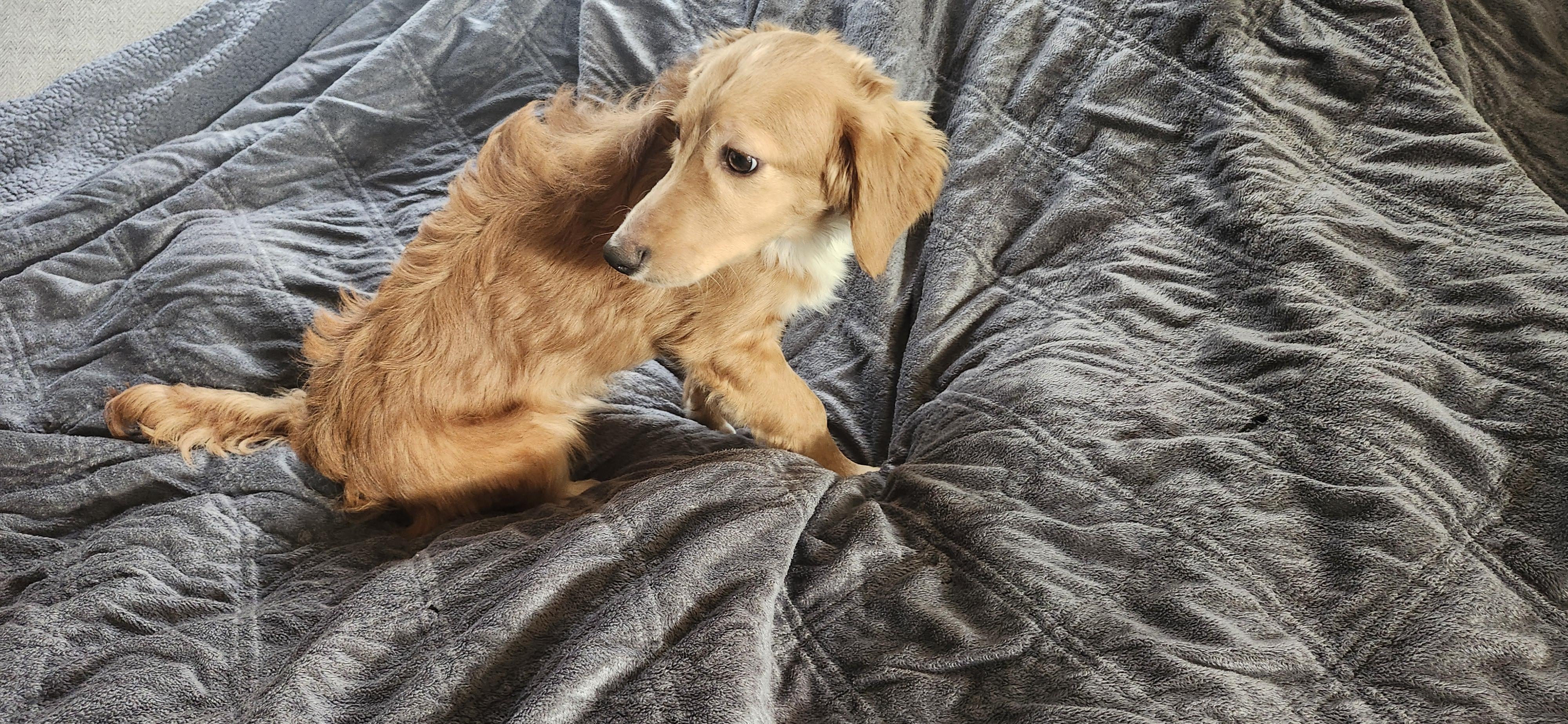 Georgie, Adoptable, Puppy Male Dachshund & Poodle (Toy).