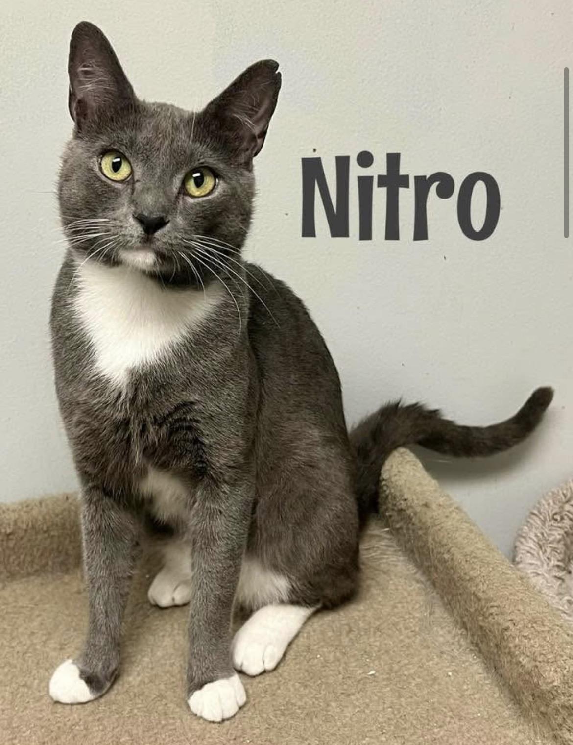 Enlarge Nitro, a Adopted Domestic Short Hair in Warminster, PA image 1/3