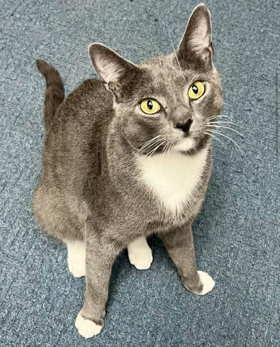 Enlarge Nitro, a Adopted Domestic Short Hair in Warminster, PA image 2/3