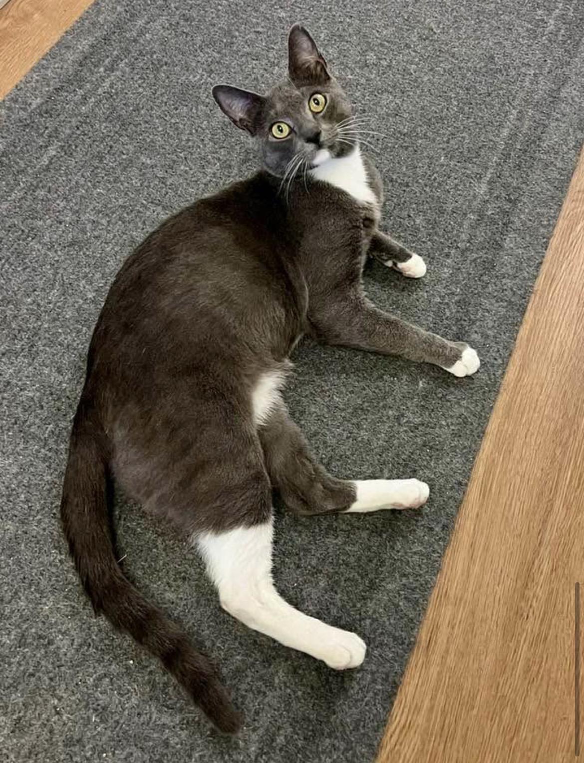 Enlarge Nitro, a Adopted Domestic Short Hair in Warminster, PA image 3/3