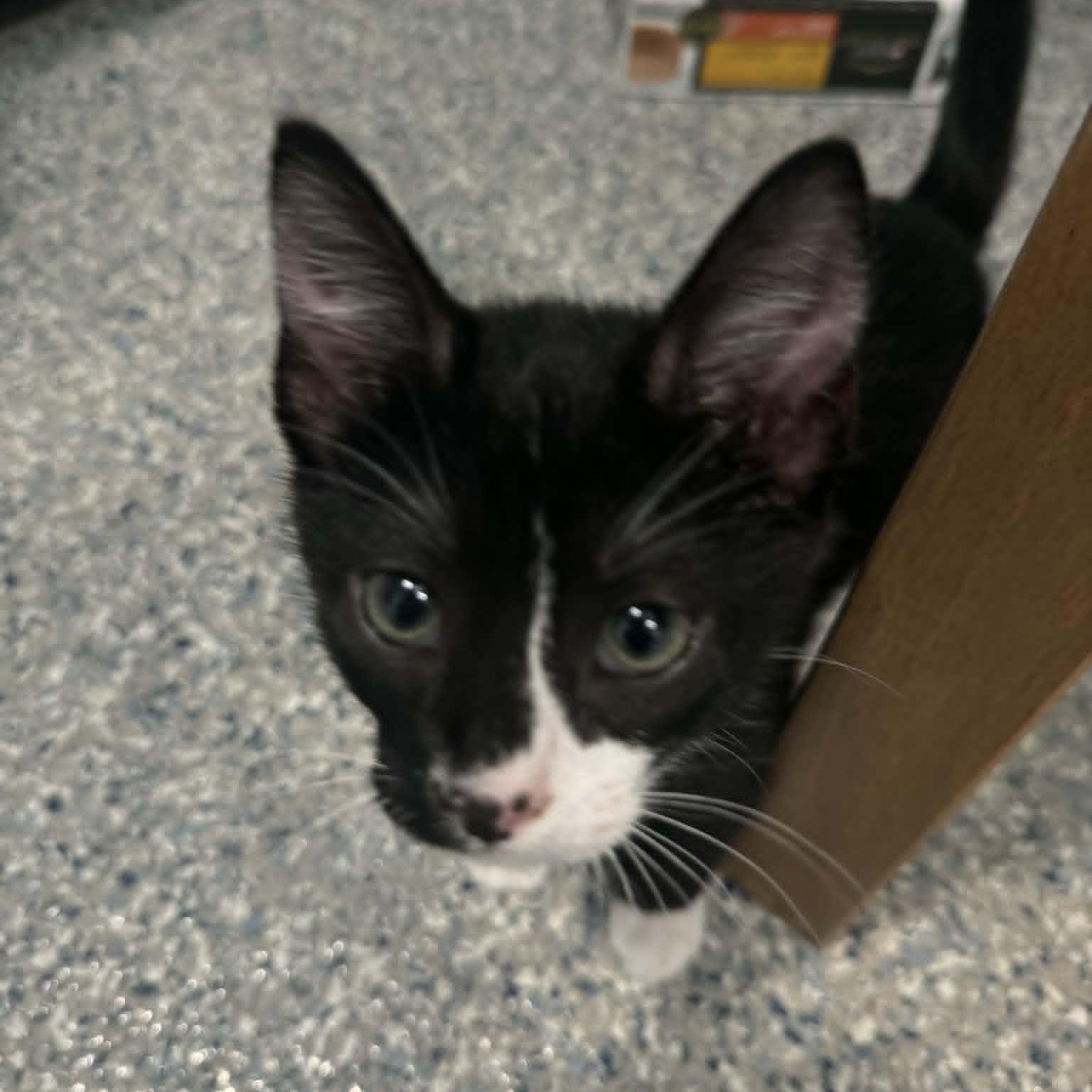 Enlarge Jameson, an adopted American Shorthair in Danbury, CT image 2/3