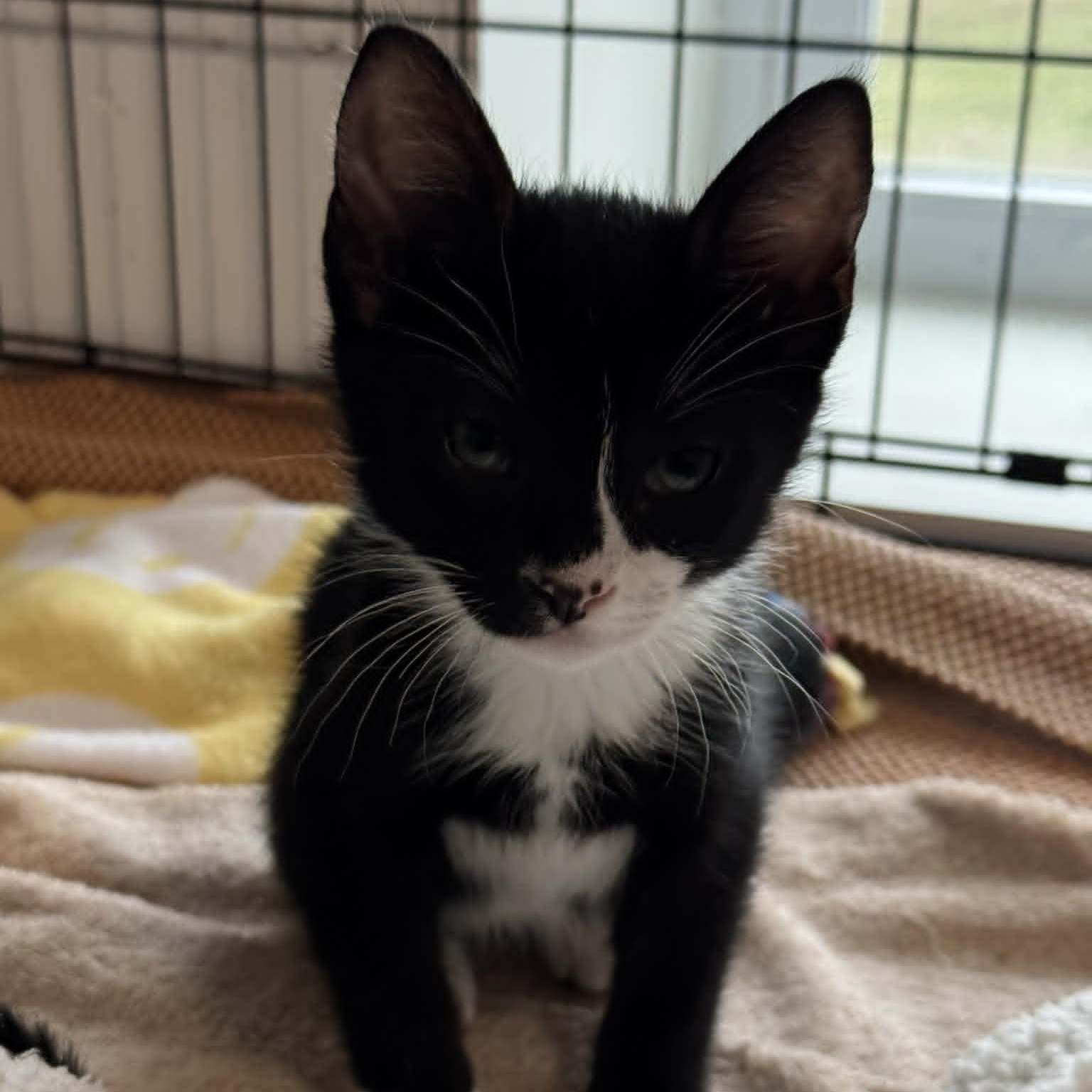 Enlarge Jameson, an adopted American Shorthair in Danbury, CT image 3/3