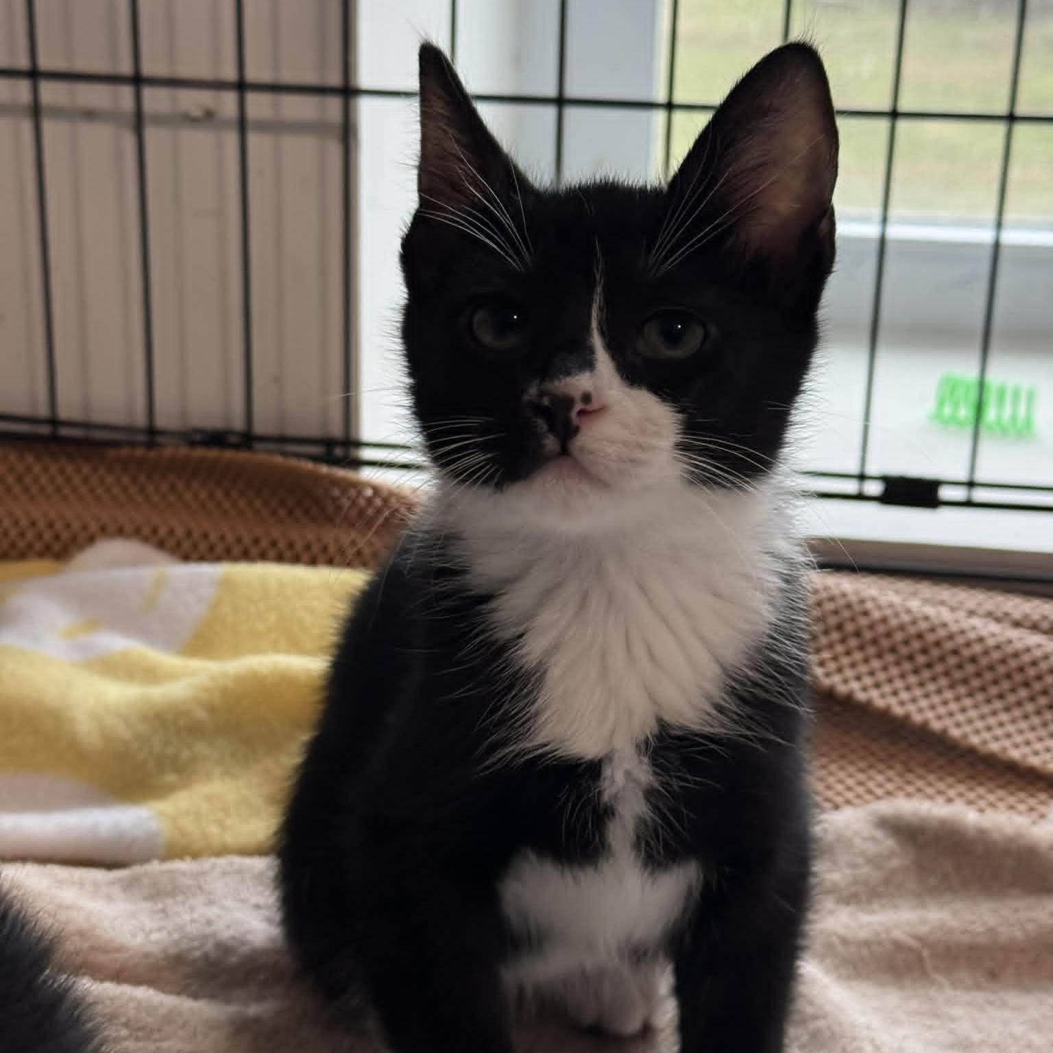 Enlarge Jameson, an adopted American Shorthair in Danbury, CT image 1/3