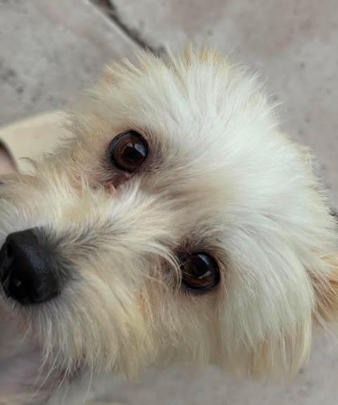 Enlarge Hannah, an adoptable mixed breed in Commerce City, CO image 3/6