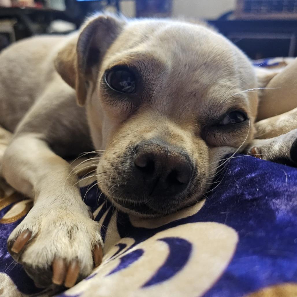 Trooper, Adoptable, Adult Male Chihuahua & Mixed Breed.