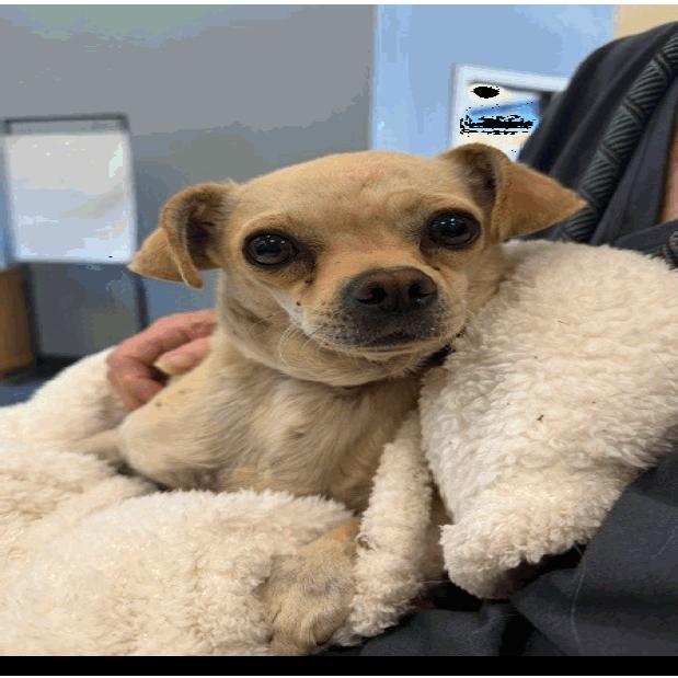 Trooper, Adoptable, Adult Male Chihuahua.