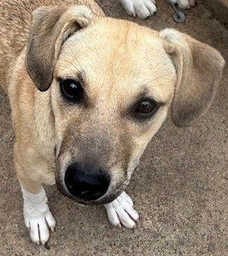 Yoda, a Adoptable Feist in Carrollton, GA image 1/3