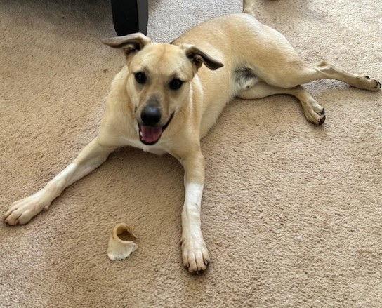 Yoda, a Adoptable Feist in Carrollton, GA image 2/3