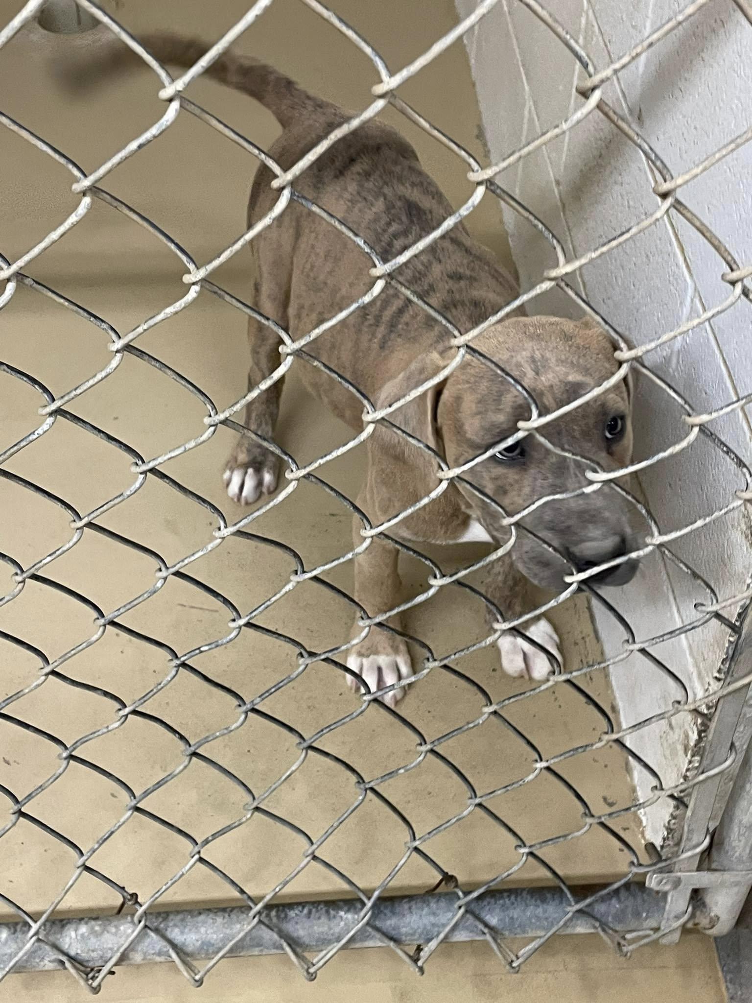 Rowdy, an adoptable Pit Bull Terrier in Clyde, TX_image-1