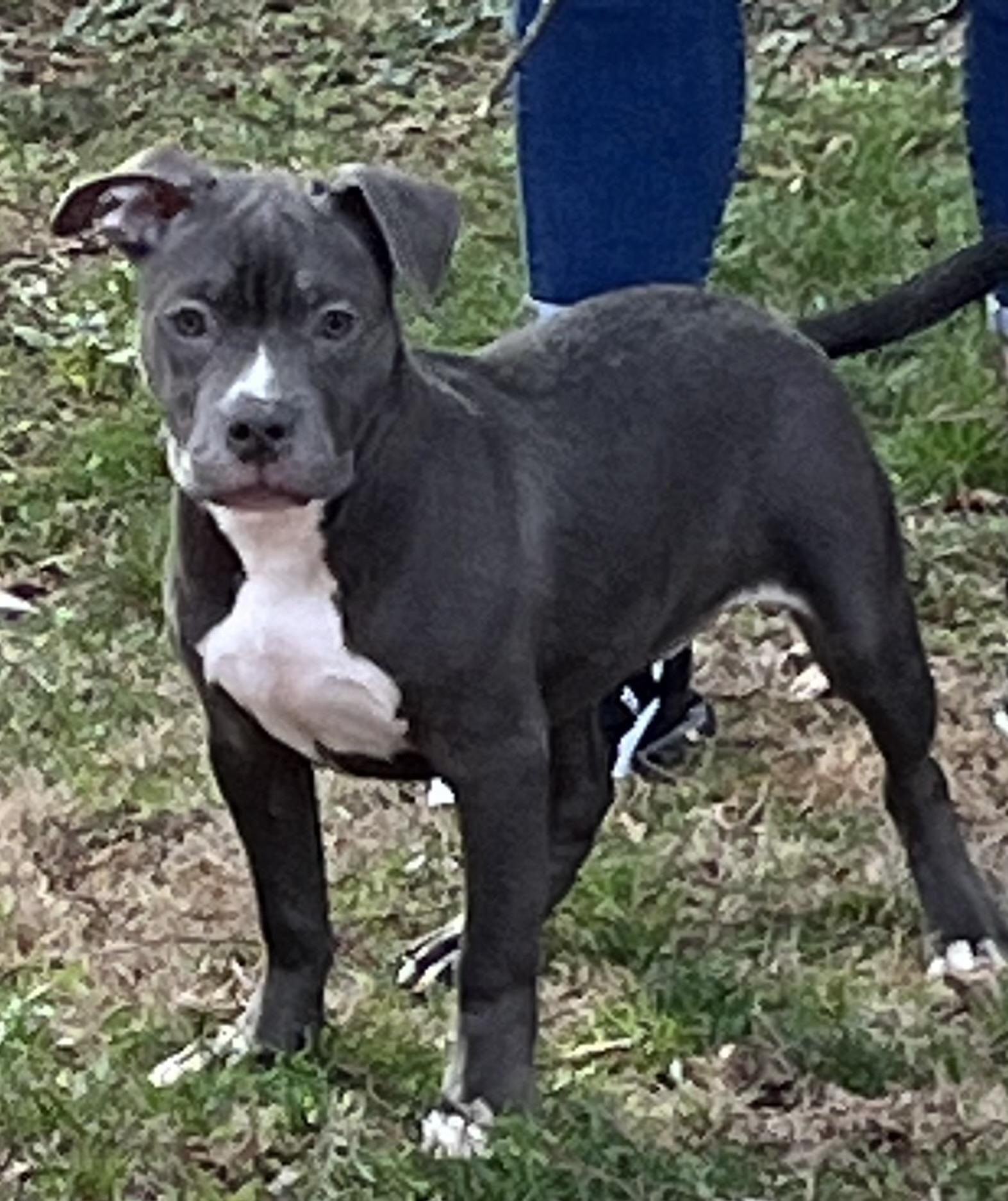 Kalani , ADOPTABLE, Puppy Female Pit Bull Terrier.