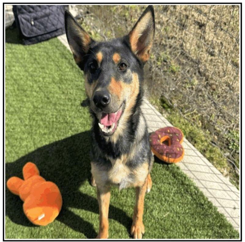 Dumpling, a Adoptable Australian Kelpie in Winston Salem, NC image 2/3