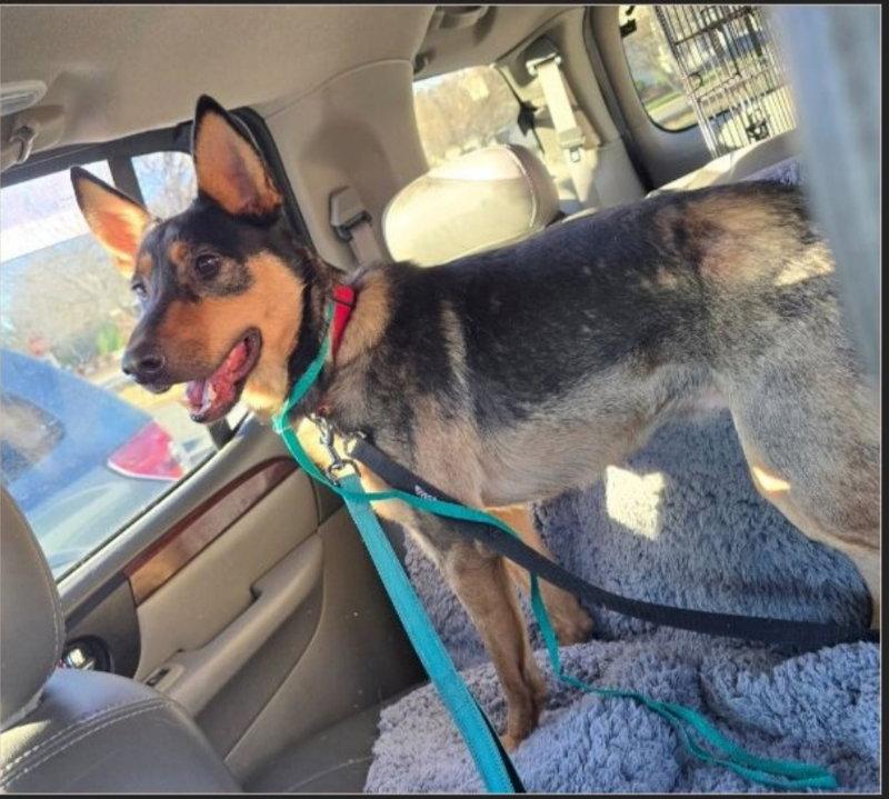 Dumpling, a Adoptable Australian Kelpie in Winston Salem, NC image 3/3