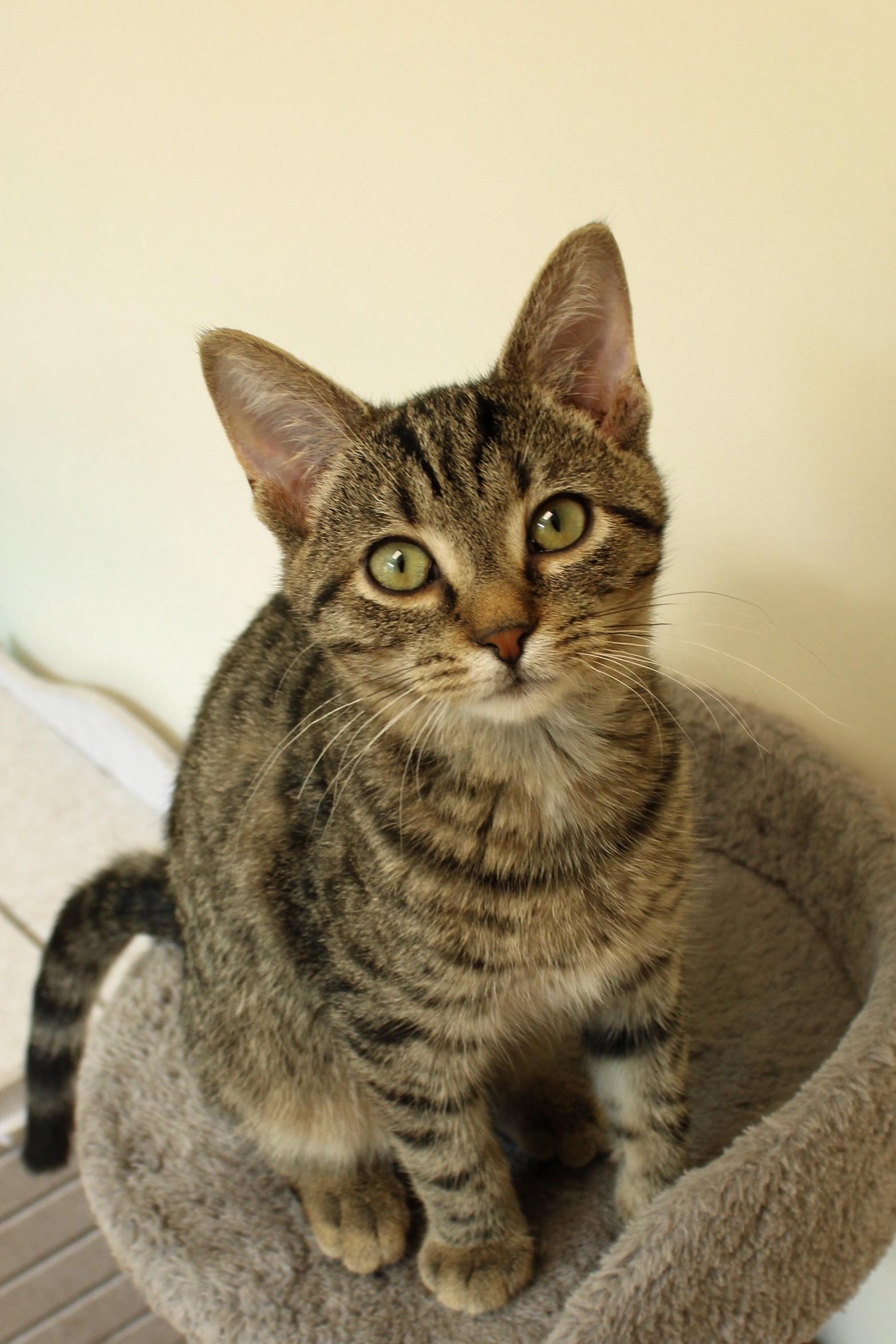 Milo, Adoptable, Kitten Male Domestic Short Hair.