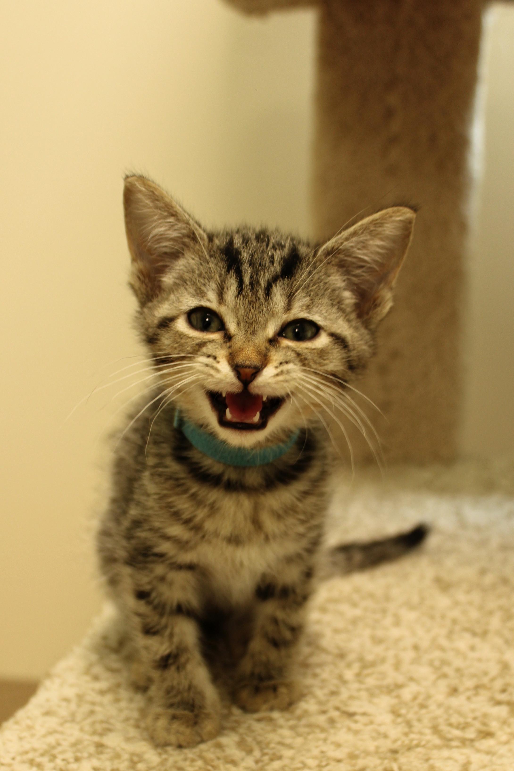 Milo